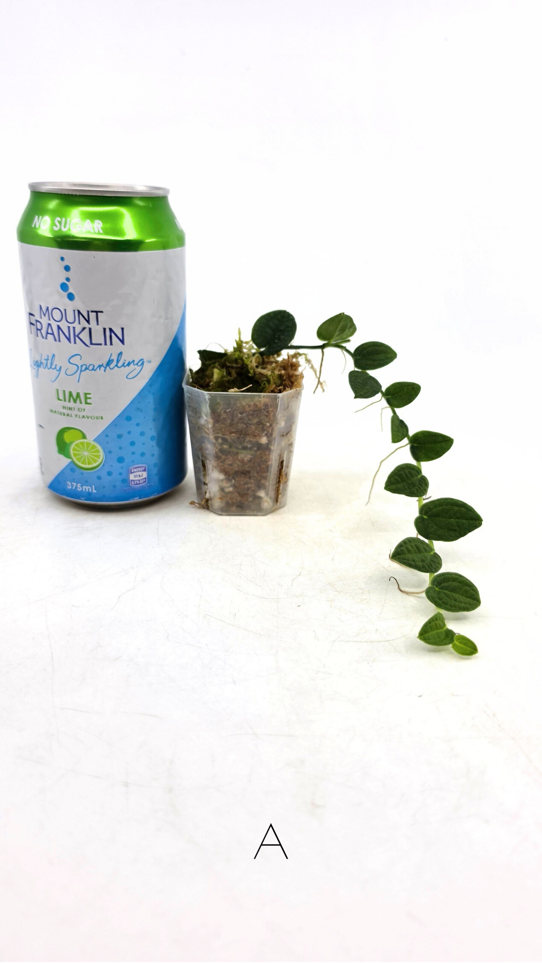 Rare Shingler plant Raphidophora Verstegii or Piper Clypeatum available at rare plant shop The Leaf Gallery in Perth, Western Australia