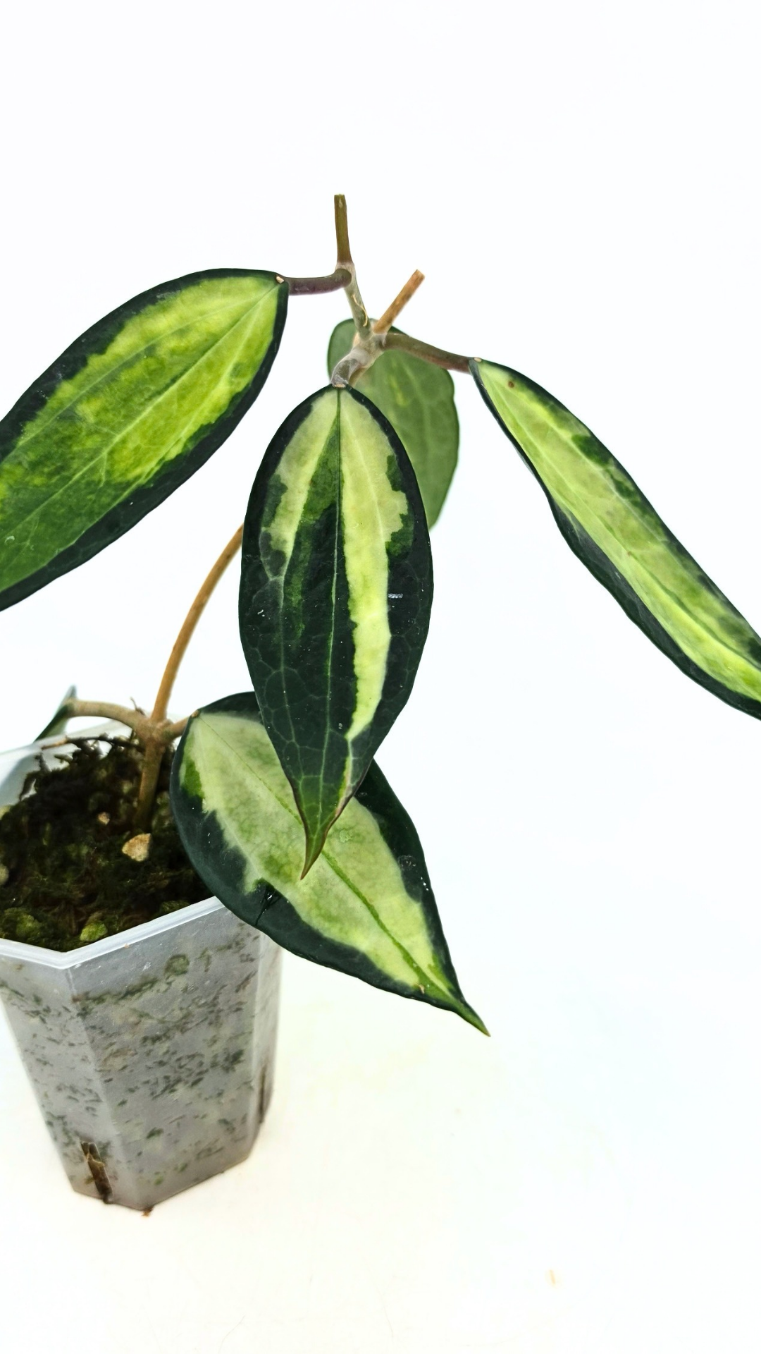 Rare waxplant Hoya Macrophylla Pot of Gold available for sale at rare indoor plant shop The Leaf Gallery in Perth, Western Australia
