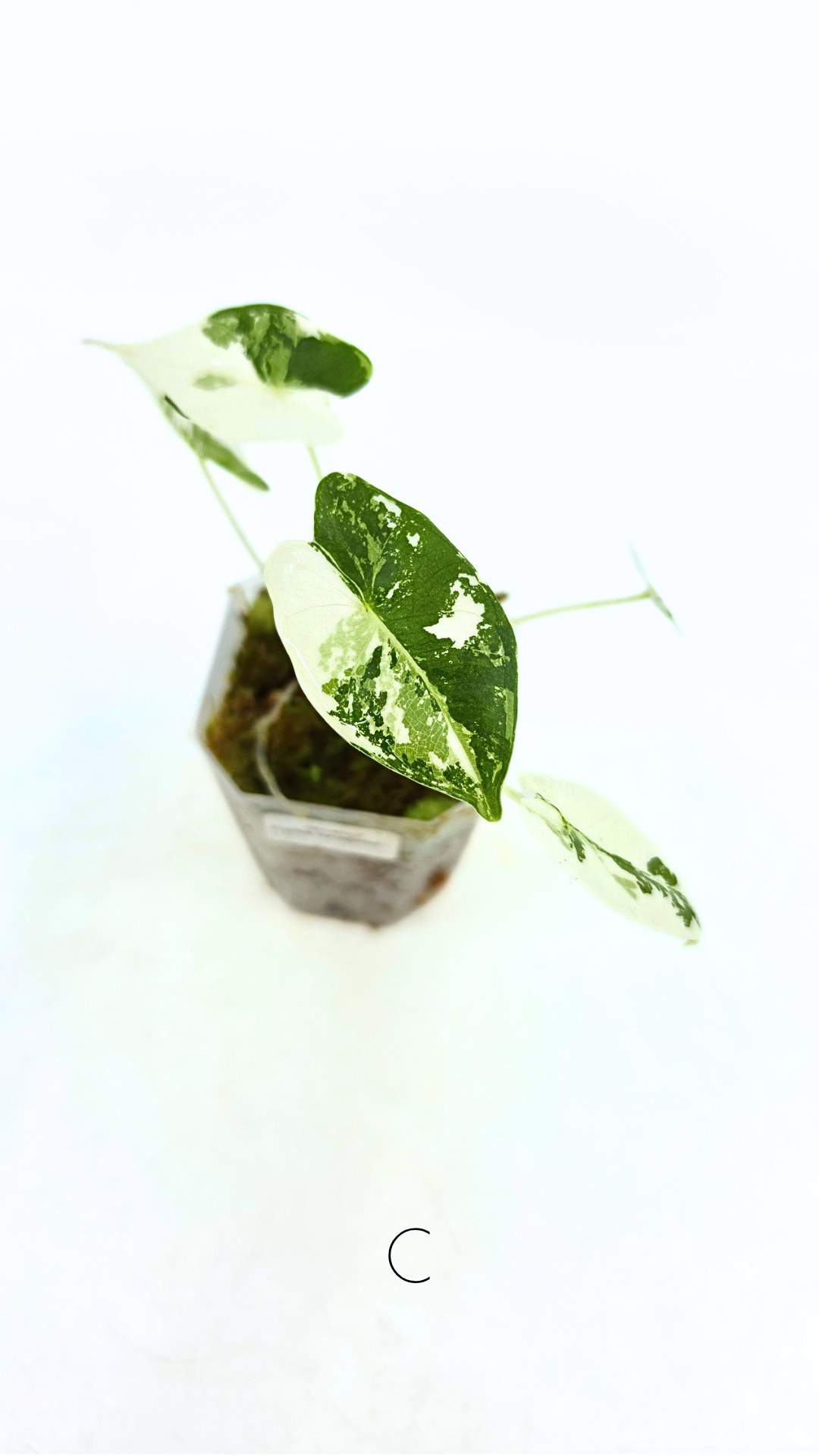 Rare Wax Plant Hoya Clemensiorum available for sale at rare house plant shop The Leaf Gallery in Perth, Western Australia