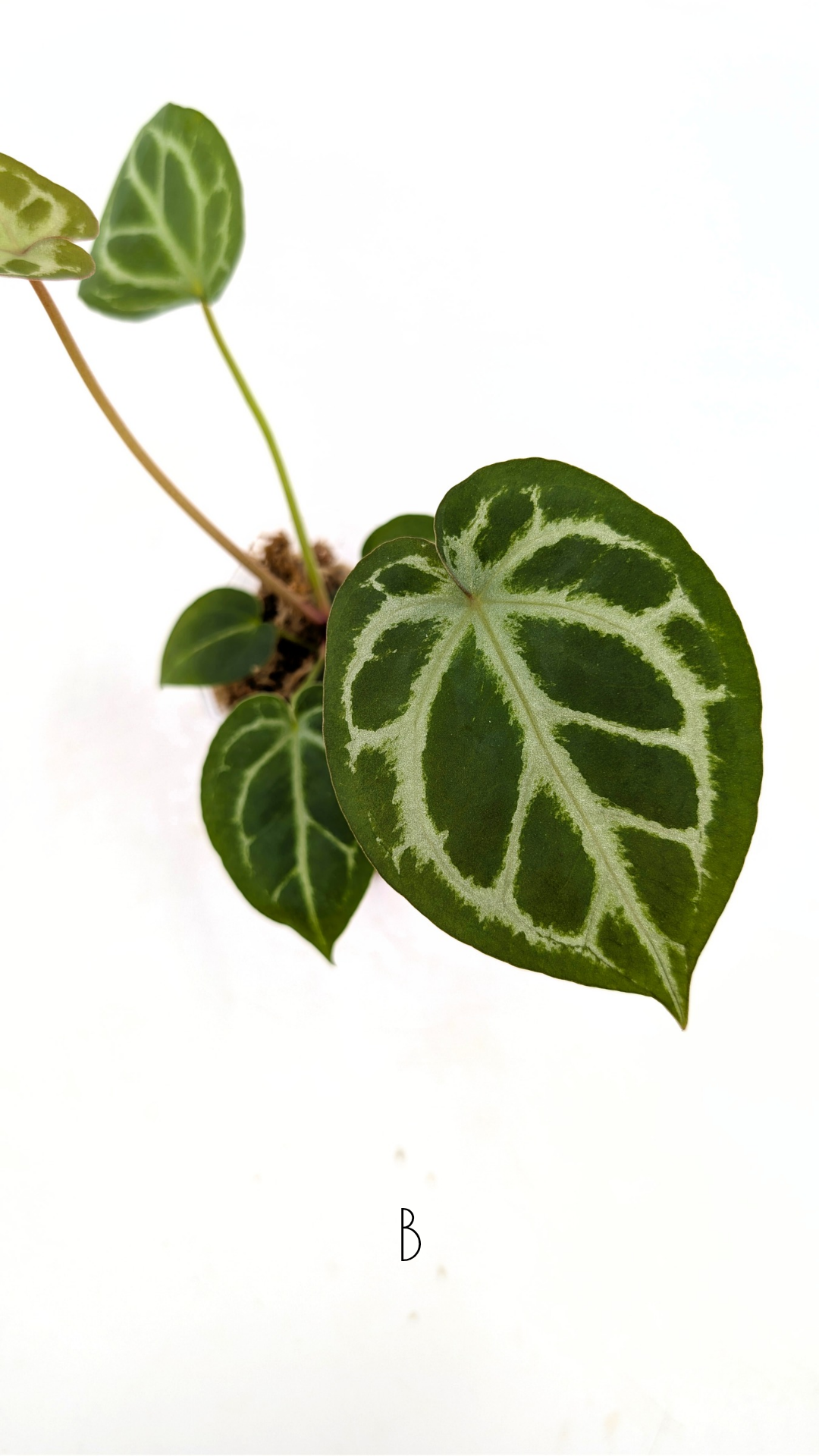 Plants upload_20260108_135721_0005.png