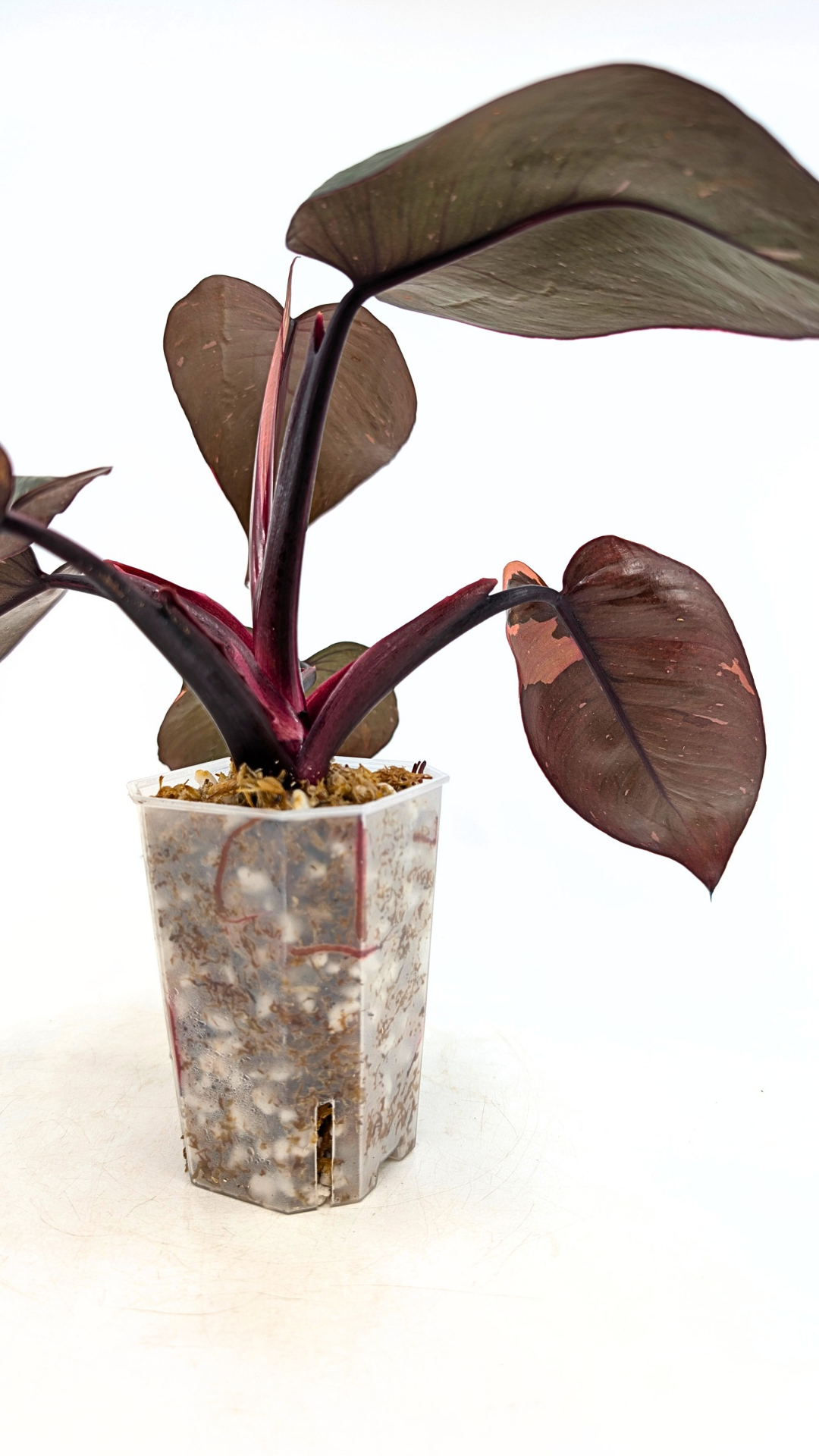 Philodendron pink princess variegated available for sale at rare indoor house plant shop The Leaf Gallery in Perth, Western Australia