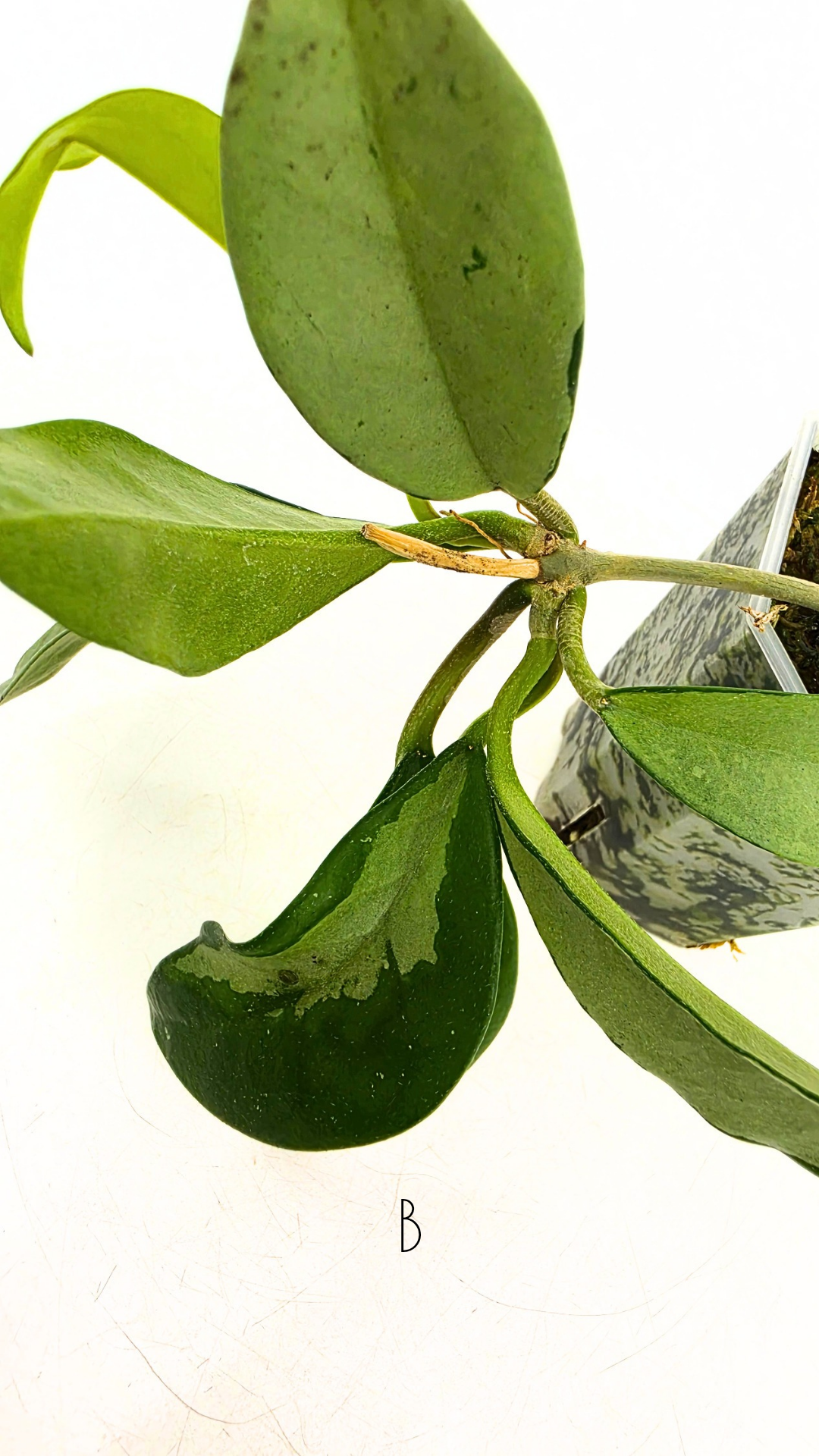 Rare Hoya AH074 available for sale at rare plant shop The Leaf Gallery in Perth, Western Australia