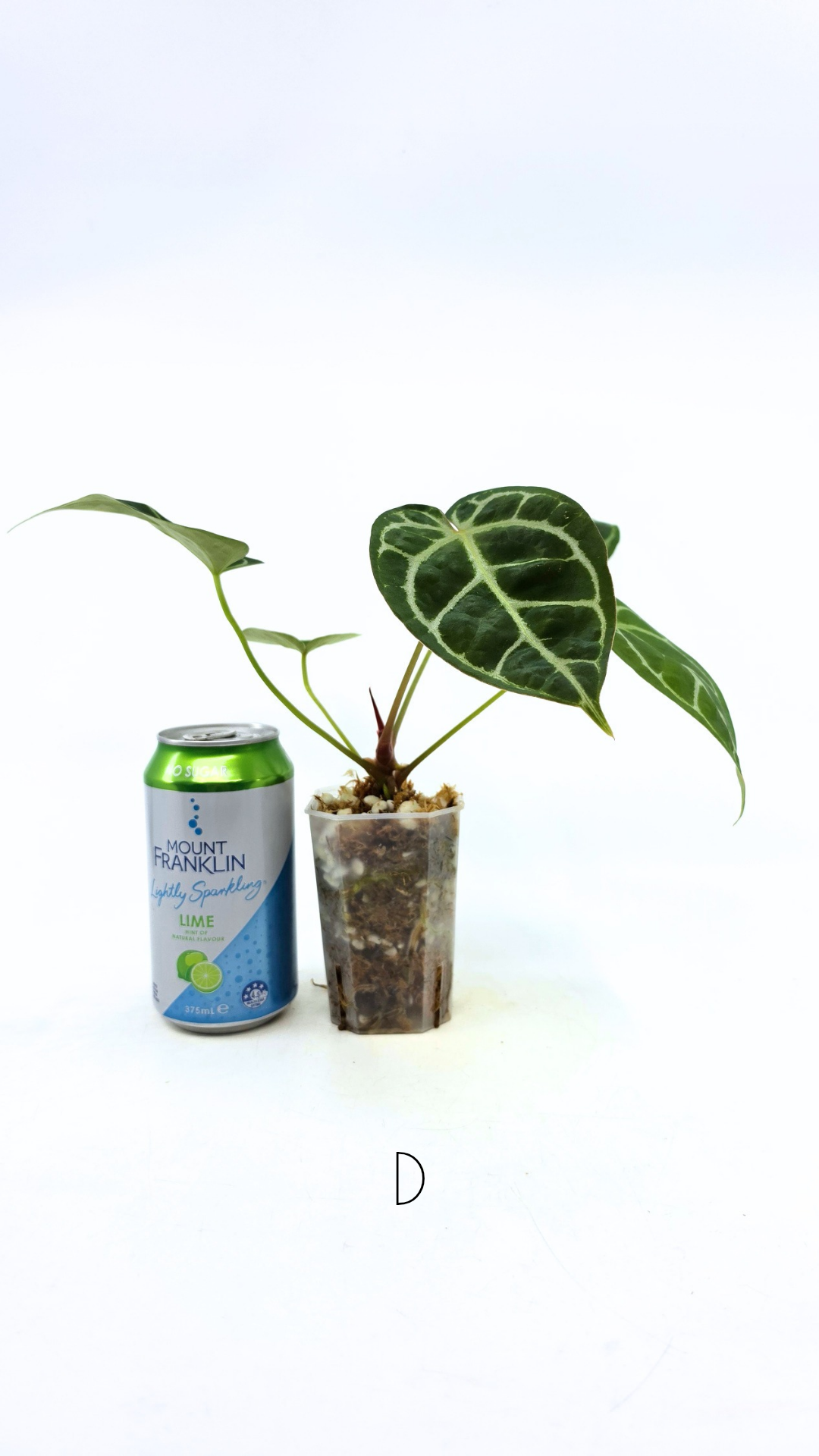 Rare anthurium hybrid Anthurium Dark Forgetii x Bessae Aff X Anthurium Michelle by The Leaf Gallery in Perth, Western Australia