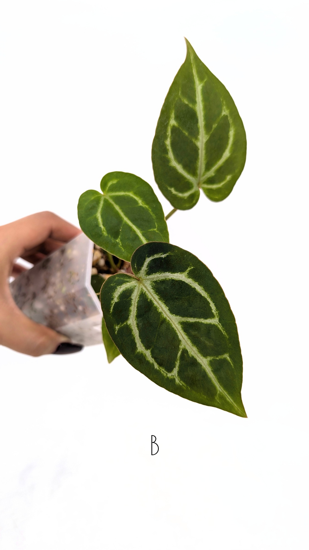 Rare anthurium hybrid Anthurium red dorayaki mutation with Anthurium Michelle by The Leaf Gallery in Perth, Western Australia