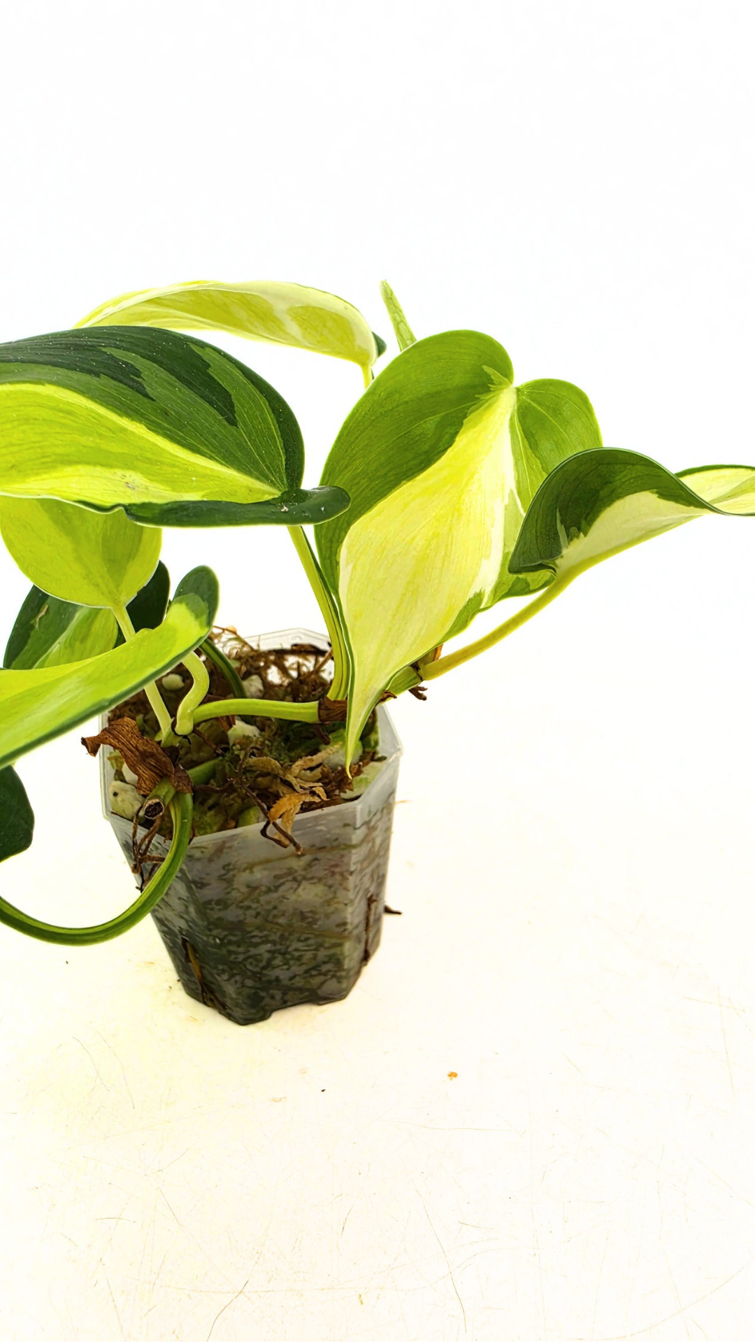Rare philodendron cream splash available for sale at rare plant shop The Leaf Gallery in Perth, Western Australia.