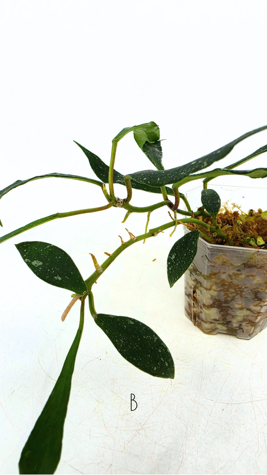 Rare waxplant Hoya Mirabillis Splash available for sale at rare indoor plant shop The Leaf Gallery in Perth, Western Australia
