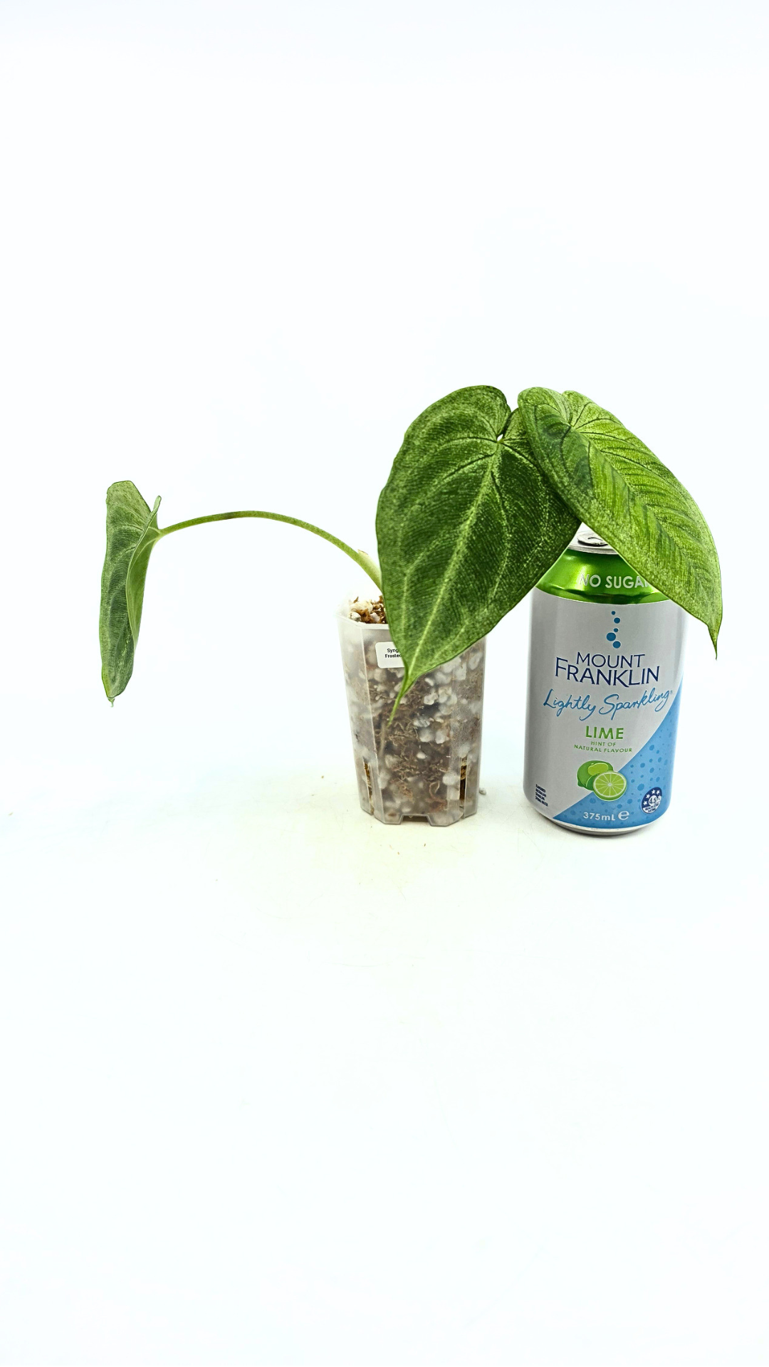 Rare plant Syngonium Frosted Heart available at The Leaf Gallery in Perth, Western Australia