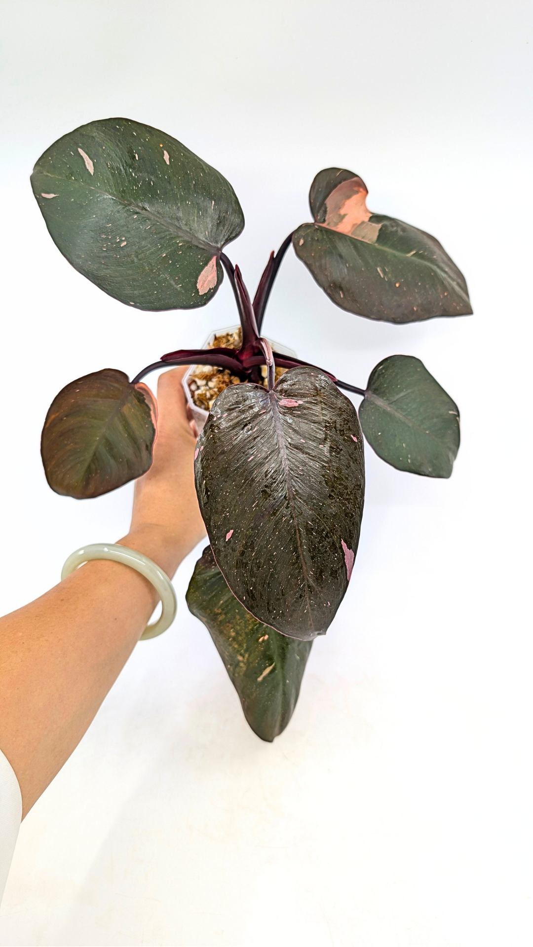 Philodendron pink princess variegated available for sale at rare indoor house plant shop The Leaf Gallery in Perth, Western Australia