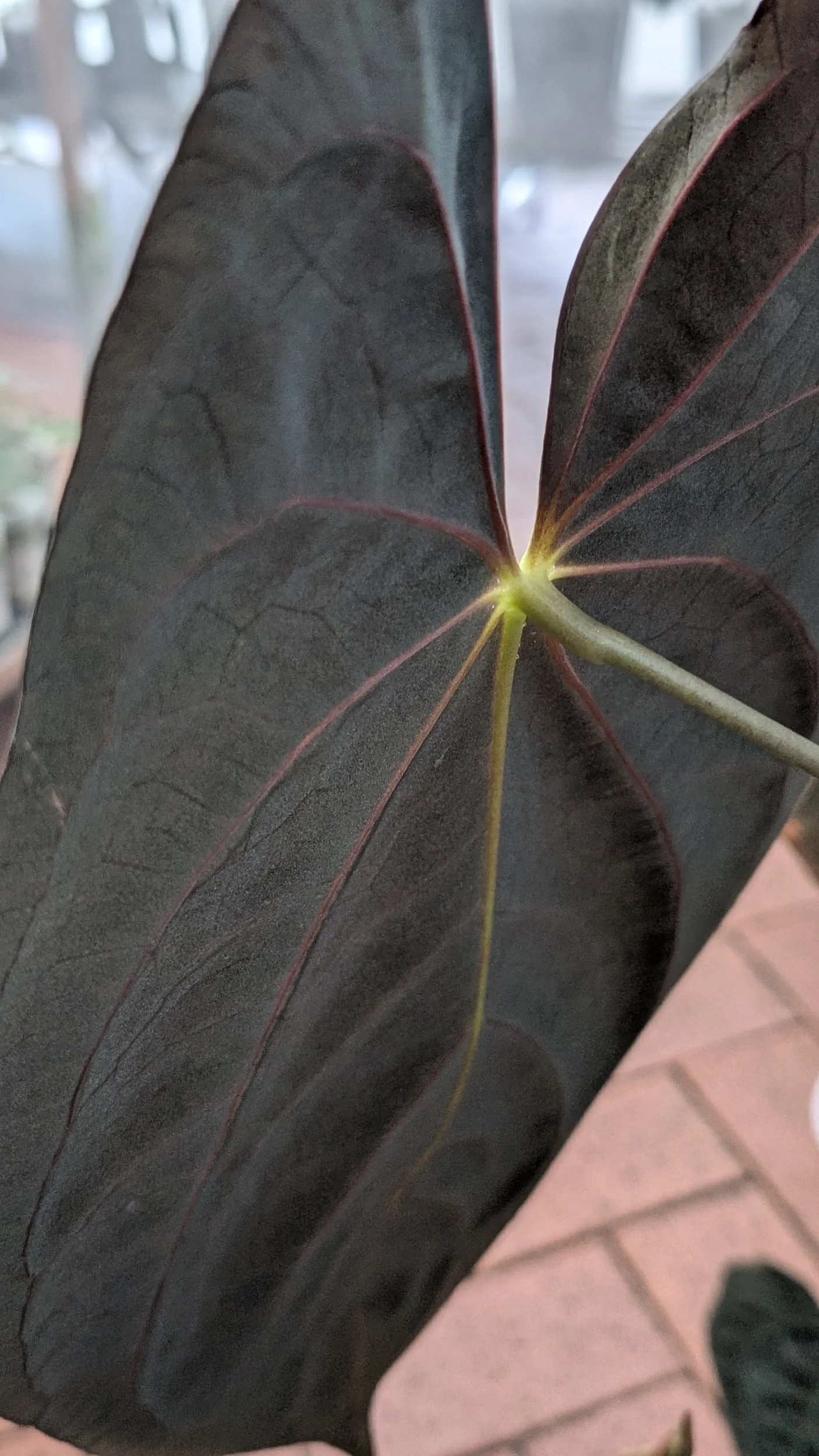 Rare Anthurium Papillilaminum seeds available, propagated by The Leaf Gallery in Perth, Western Australia