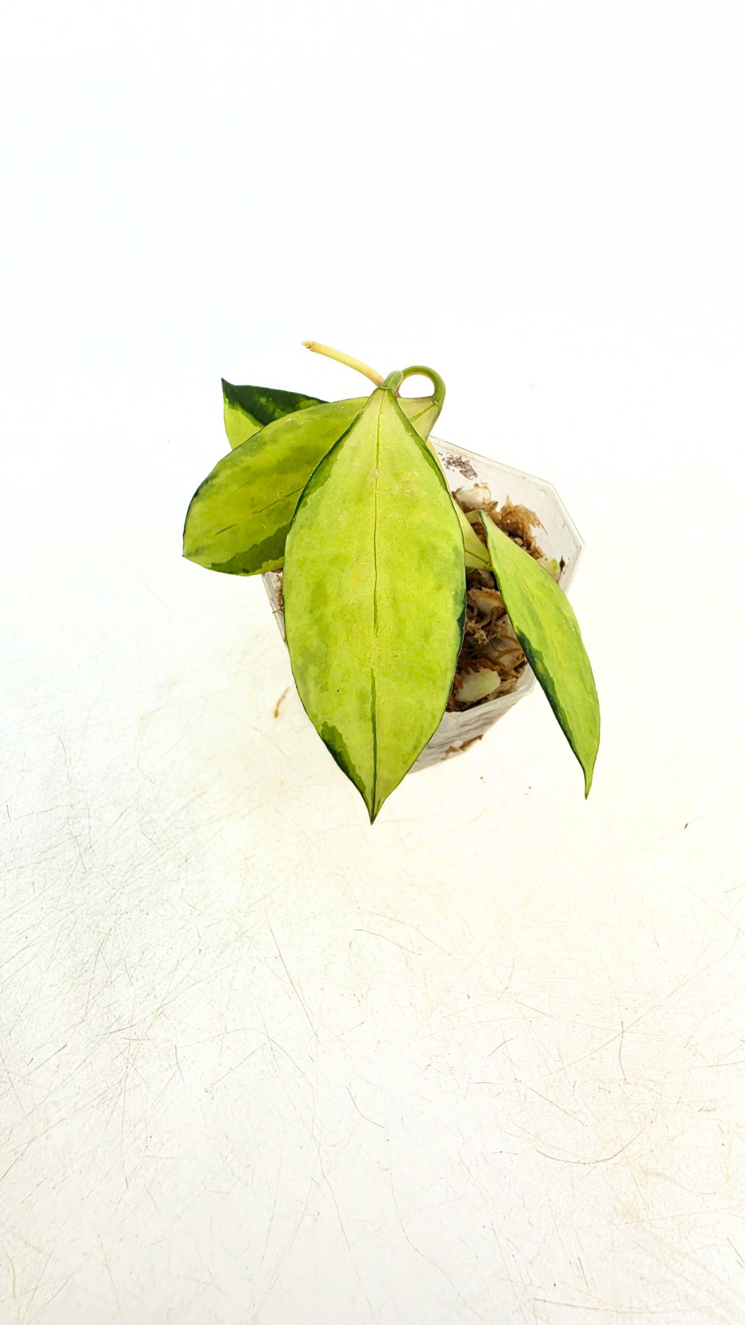 Rare hoya Walliniana Varigated available for sale at rare plant shop The Leaf Gallery in Perth, Western Australia