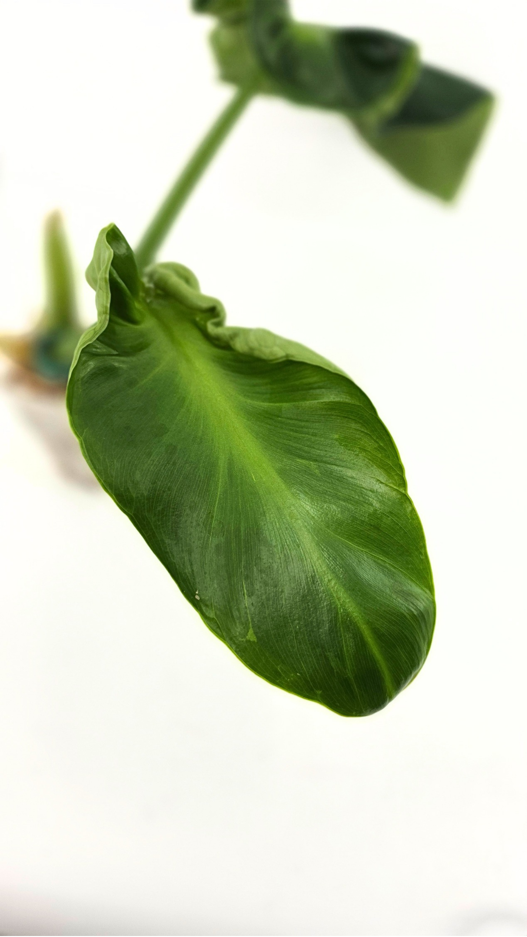 Rare indoor house plant Philodendron Rugosum also known as Pig Skin Philodendron propagated by the Leaf Gallery in Perth