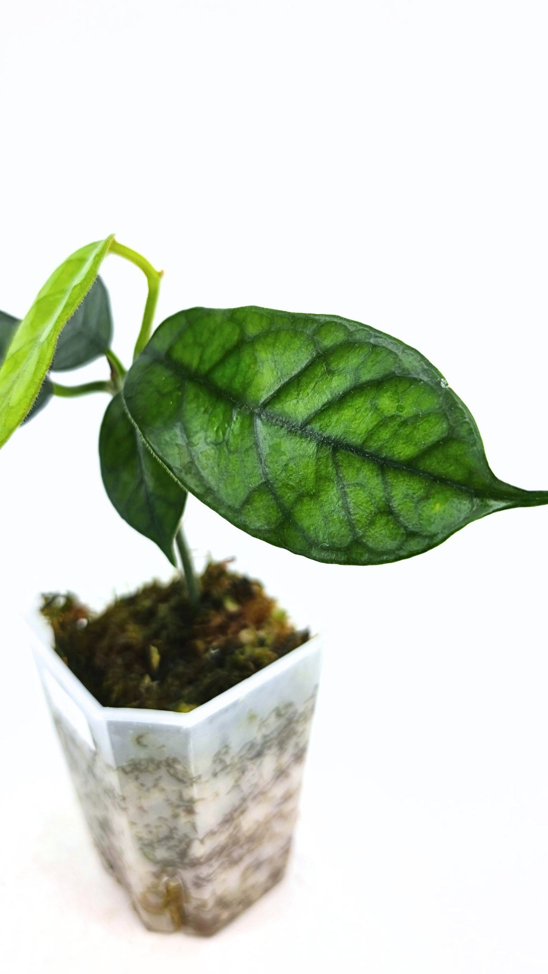 Rare waxplant Hoya Globulosa Cao Bang available for sale at rare plant shop The Leaf Gallery in Perth, Western Australia