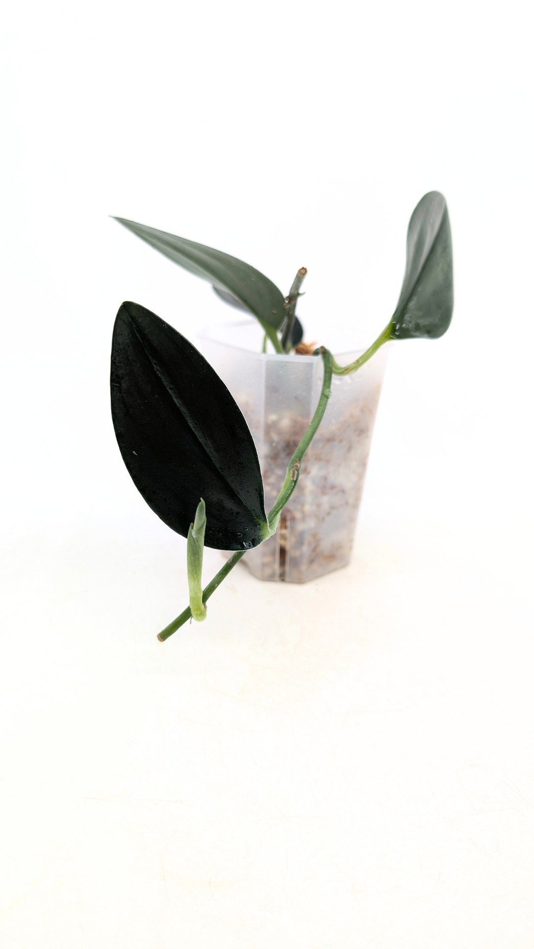Rare plant scindapsus Treubii Dark available for sale at rare plant shop The Leaf Gallery in Perth, Western Australia
