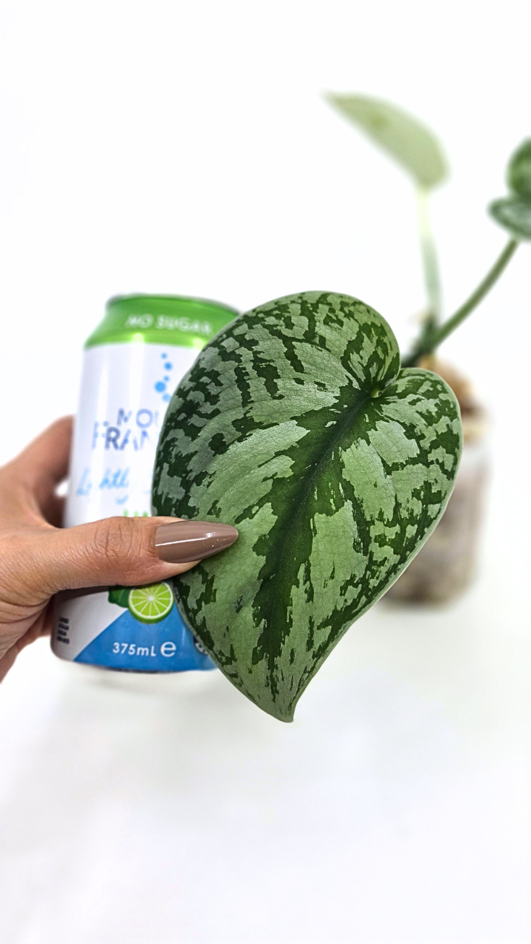 Uncommon indoor plant scindapsus Exotica available for sale at rare plant shop The Leaf Gallery in Perth, Western Australia.