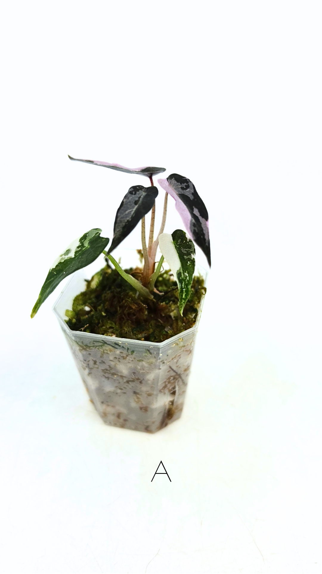 Rare indoor plant Alocasia Amazonica Bambino Pink TC plantlets available for sale at rare houseplant shop The Leaf Gallery in Perth, Western Australia