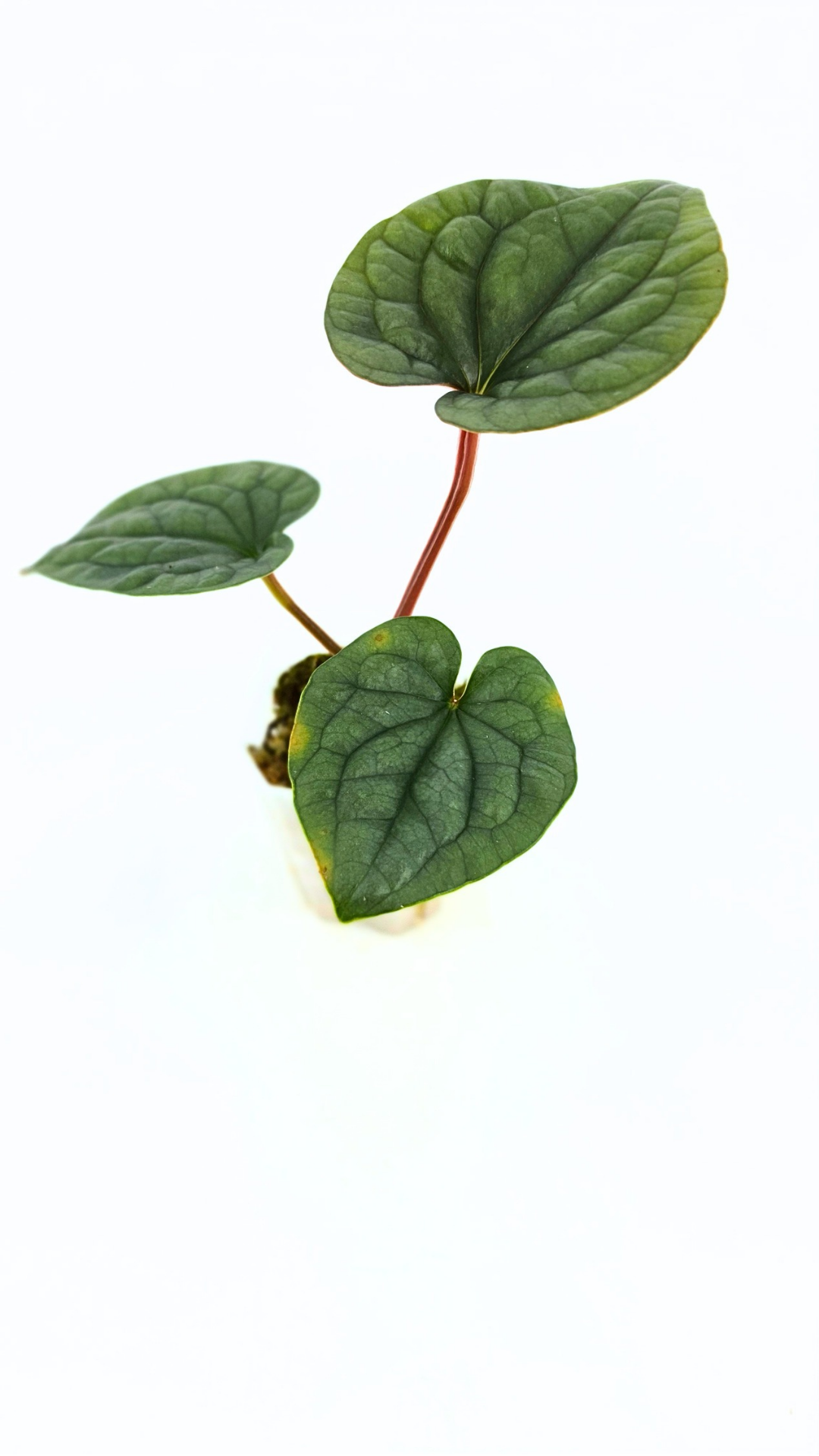 Rare indoor plant Anthurium Luxurians available for sale at rare house plant shop The Leaf Gallery in Perth, Western Australia