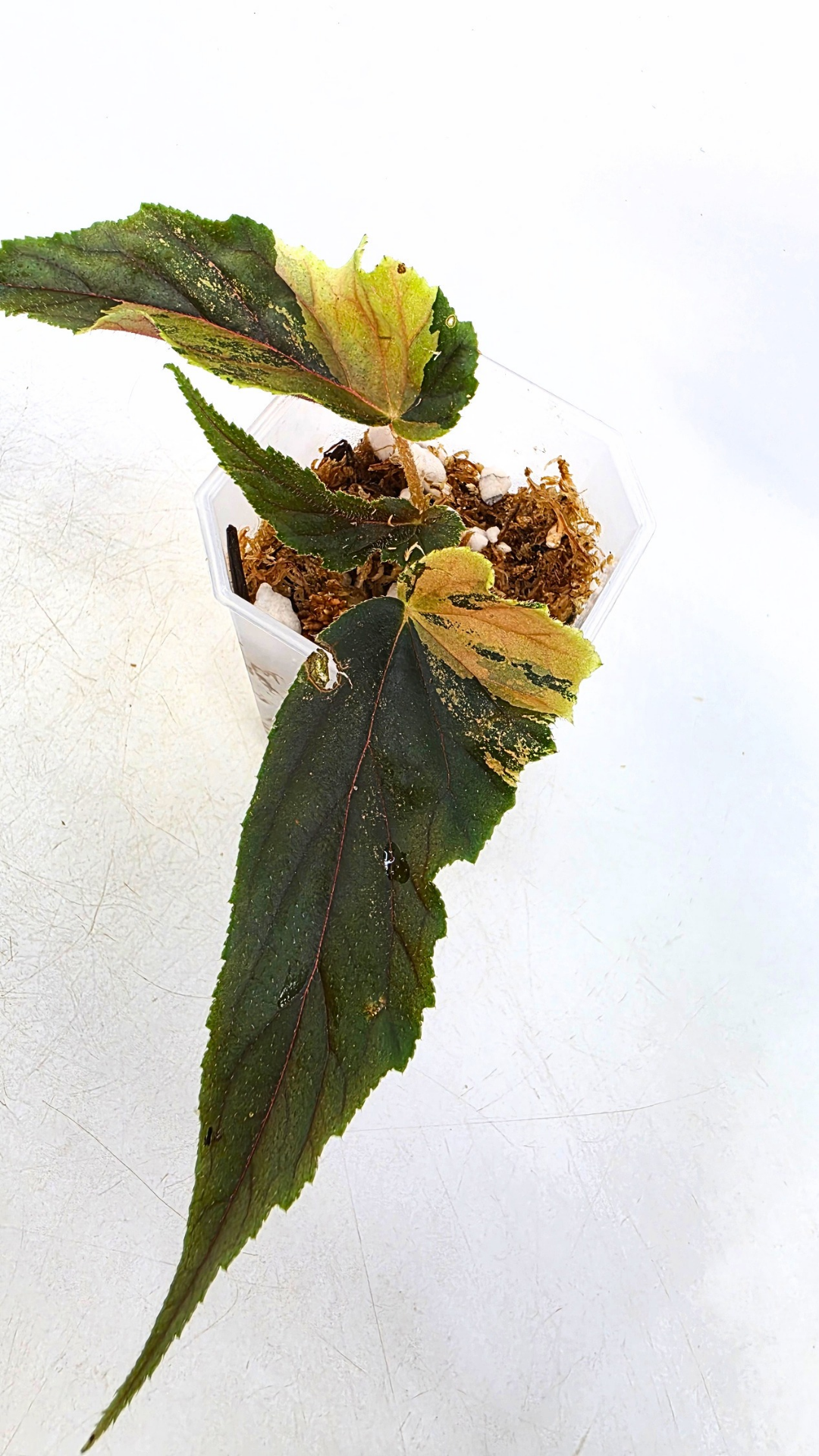 Rare Begonia Ginny Galaxy available for sale at rare plant shop The Leaf Gallery in Perth, Western Australia
