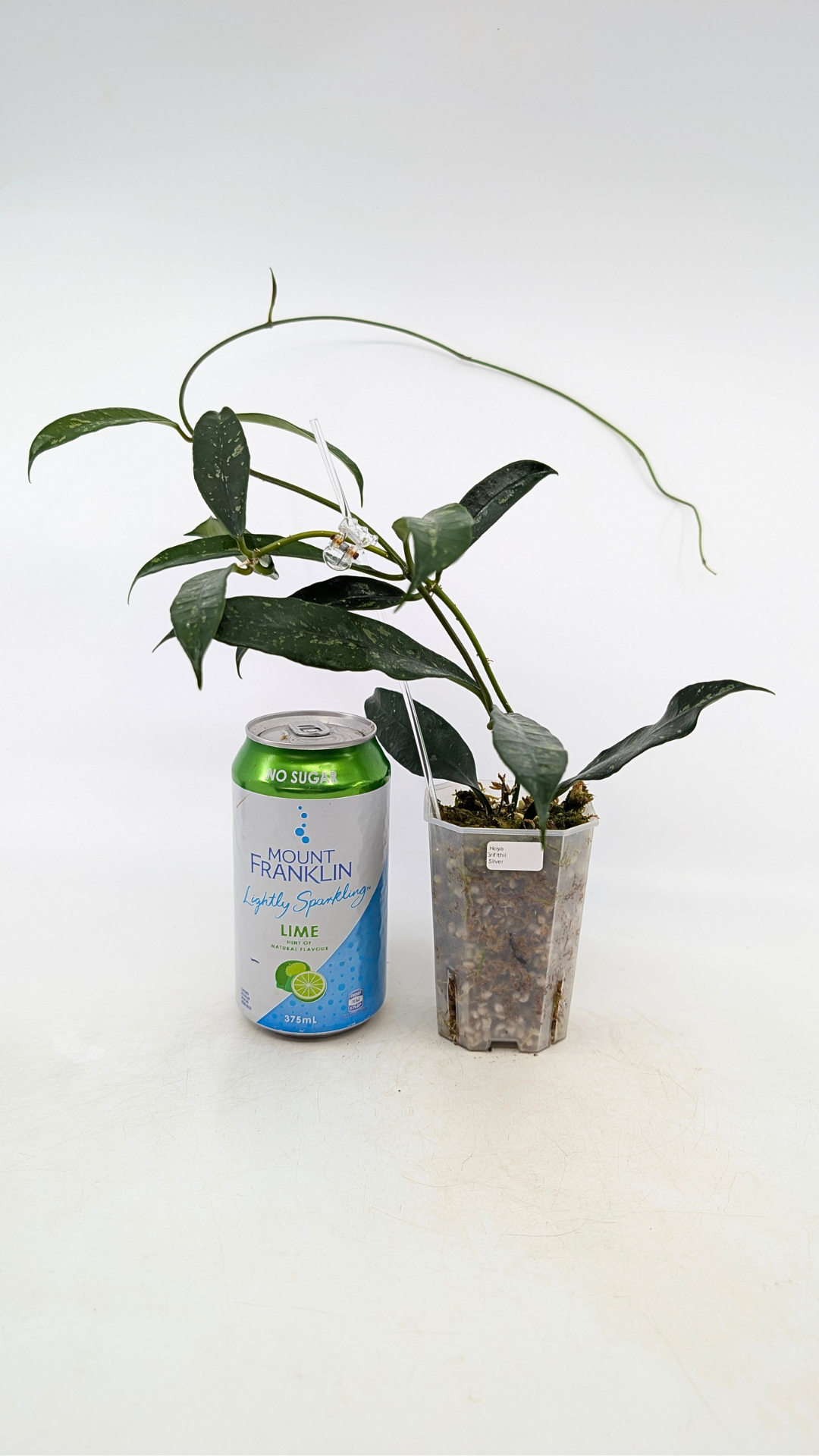 Rare waxplant Hoya Grifithii Silver available for sale at rare plant shop The Leaf Gallery in Perth, Western Australia