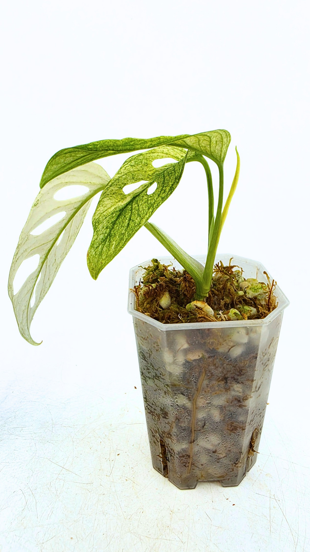 Rare indoor plant Monstera Adansonii or Monstera Swisscheese varigated grown, propagated by rare plant shop The Leaf Gallery in Perth, Western Australia