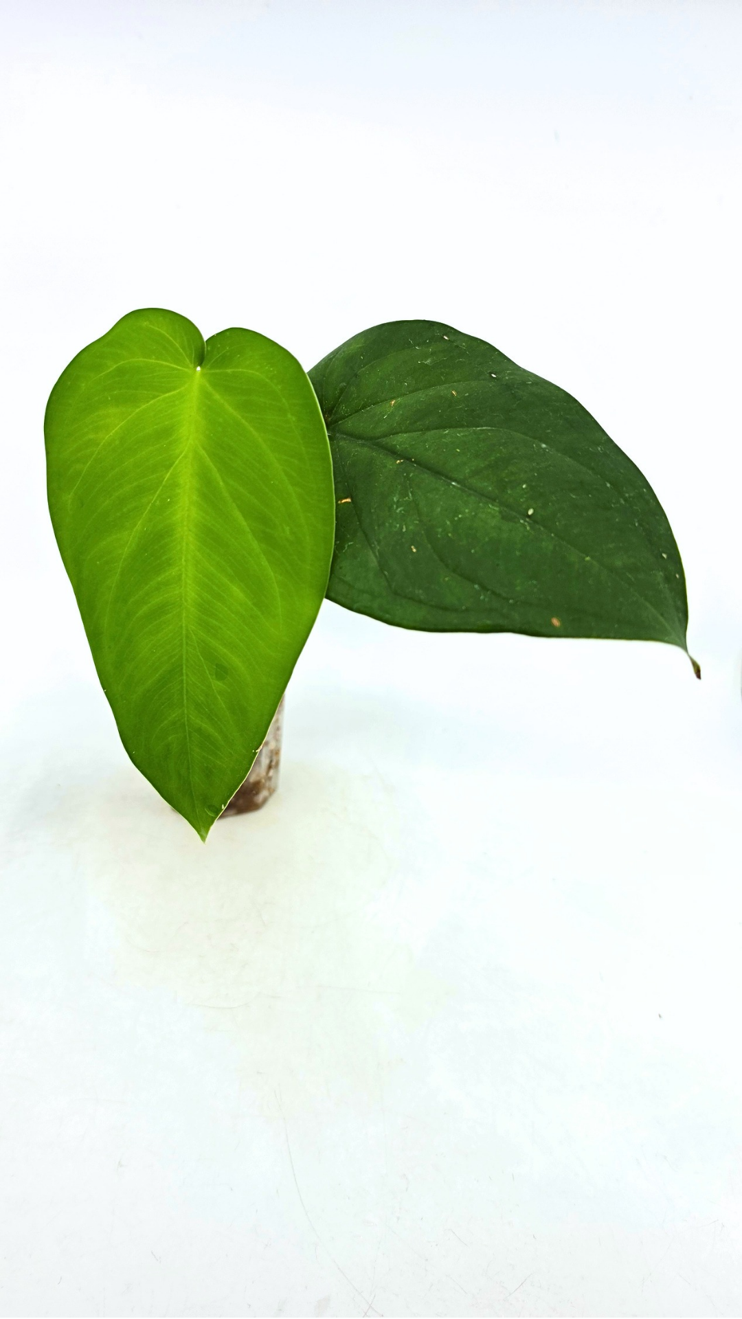 Rare indoor plant Syngonium Chiapense  available from rare houseplant shop The Leaf Gallery in Perth, Western Australia