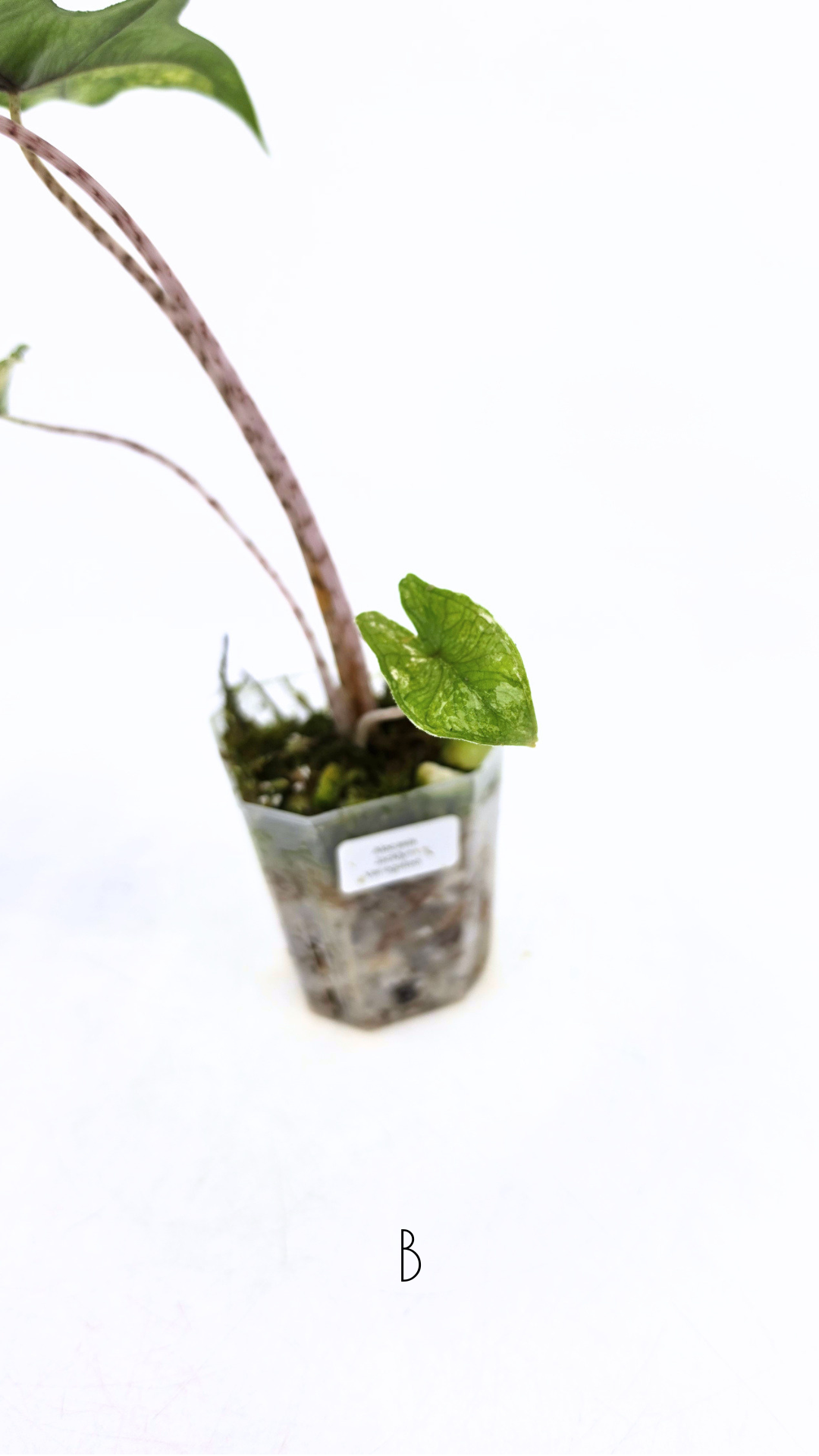 Rare indoor plant Alocasia Jacklyn Variegated available for sale at rare house plant shop The Leaf Gallery in Perth, Western Australia