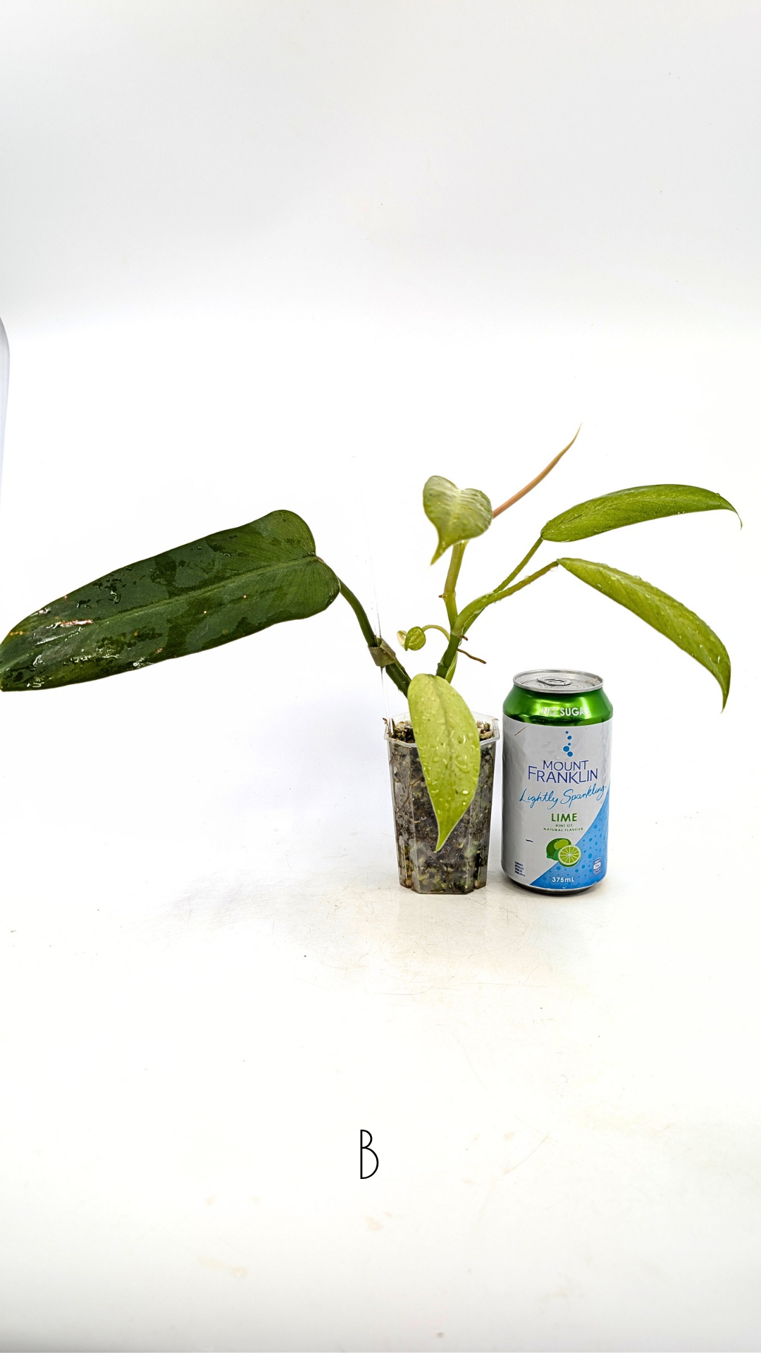 Rare indoor plant Philodendron Whipple Way by rare plant shop The Leaf Gallery in Perth, Western Australia