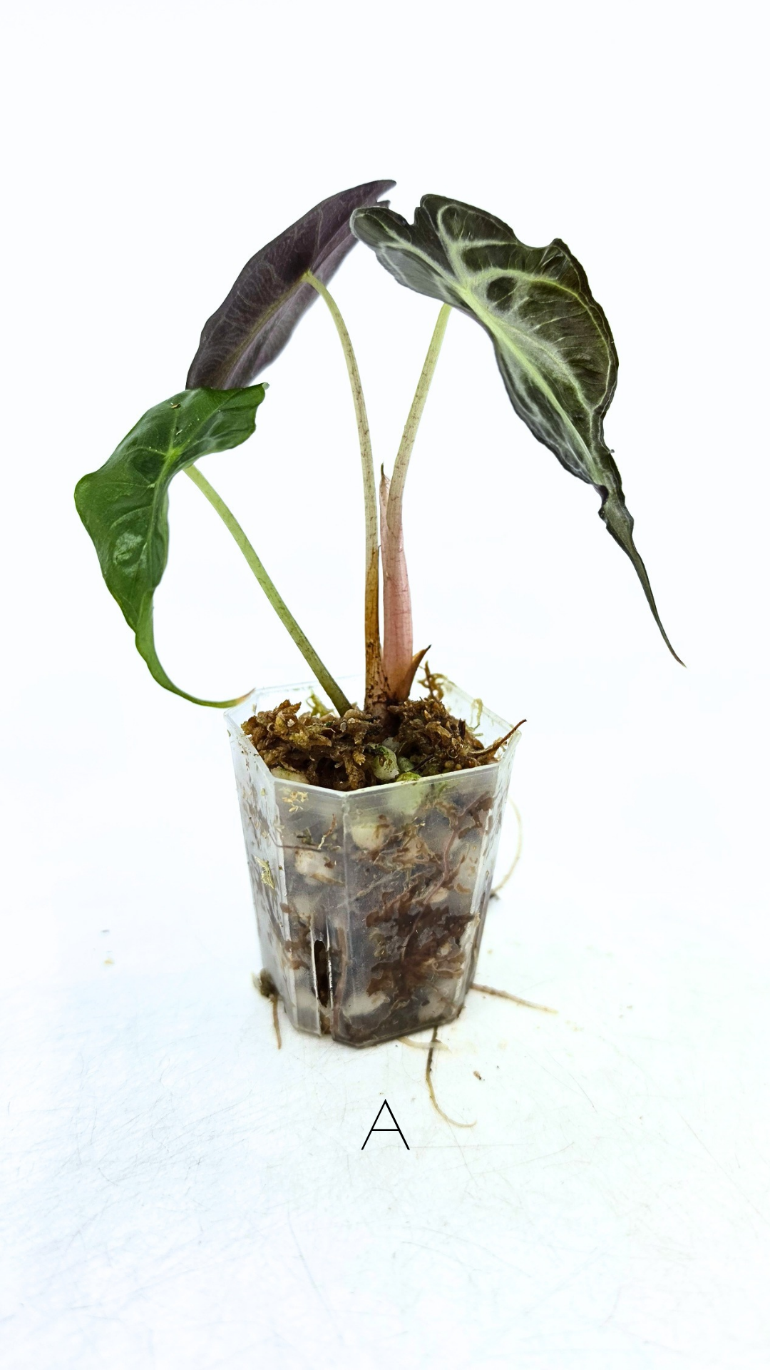 Rare indoor plant Alocasia Venom available for sale at rare house plant shop The Leaf Gallery in Perth, Western Australia.