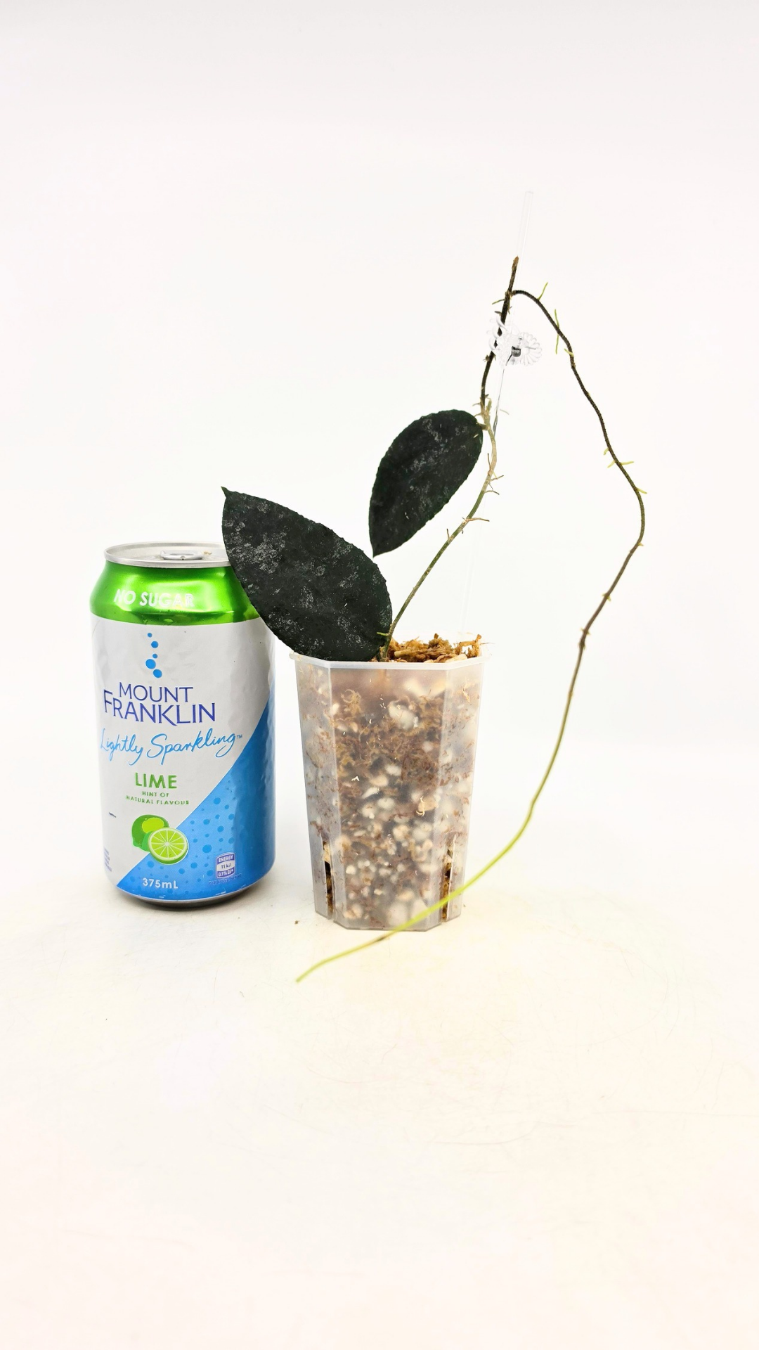 Rare Hoya Caudata Sumatra available for sale by rare indoor plant shop The Leaf Gallery in Perth, Western Australia