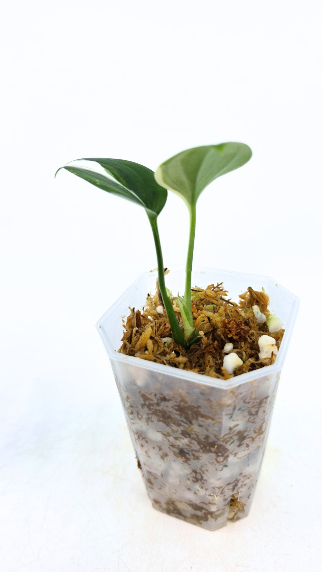Rare plant Scindapsus Blue Albo Varigated available at rare plant shop The Leaf Gallery in Perth, Western Australia