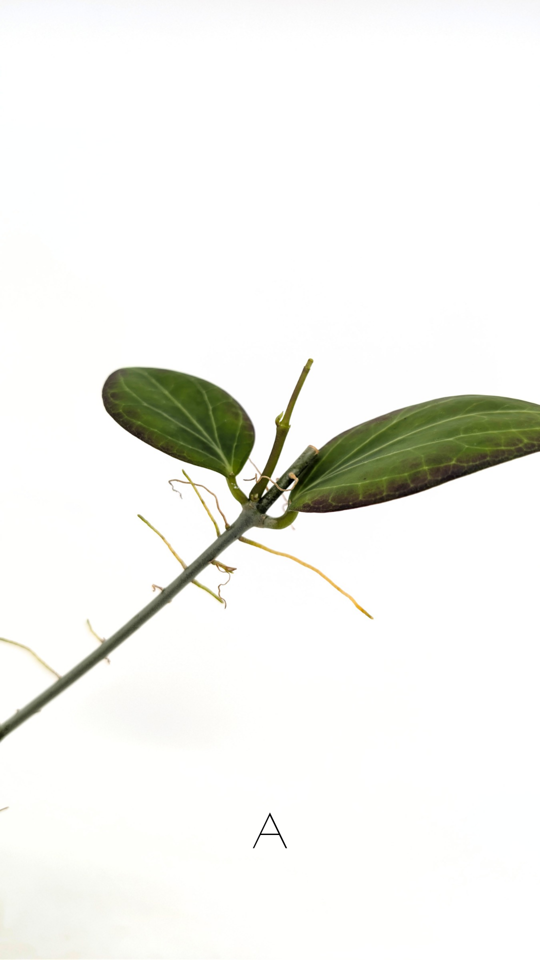 Rare waxplant Hoya Hellwigiana IML1101 available for sale at rare indoor plant shop The Leaf Gallery in Perth, Western Australia