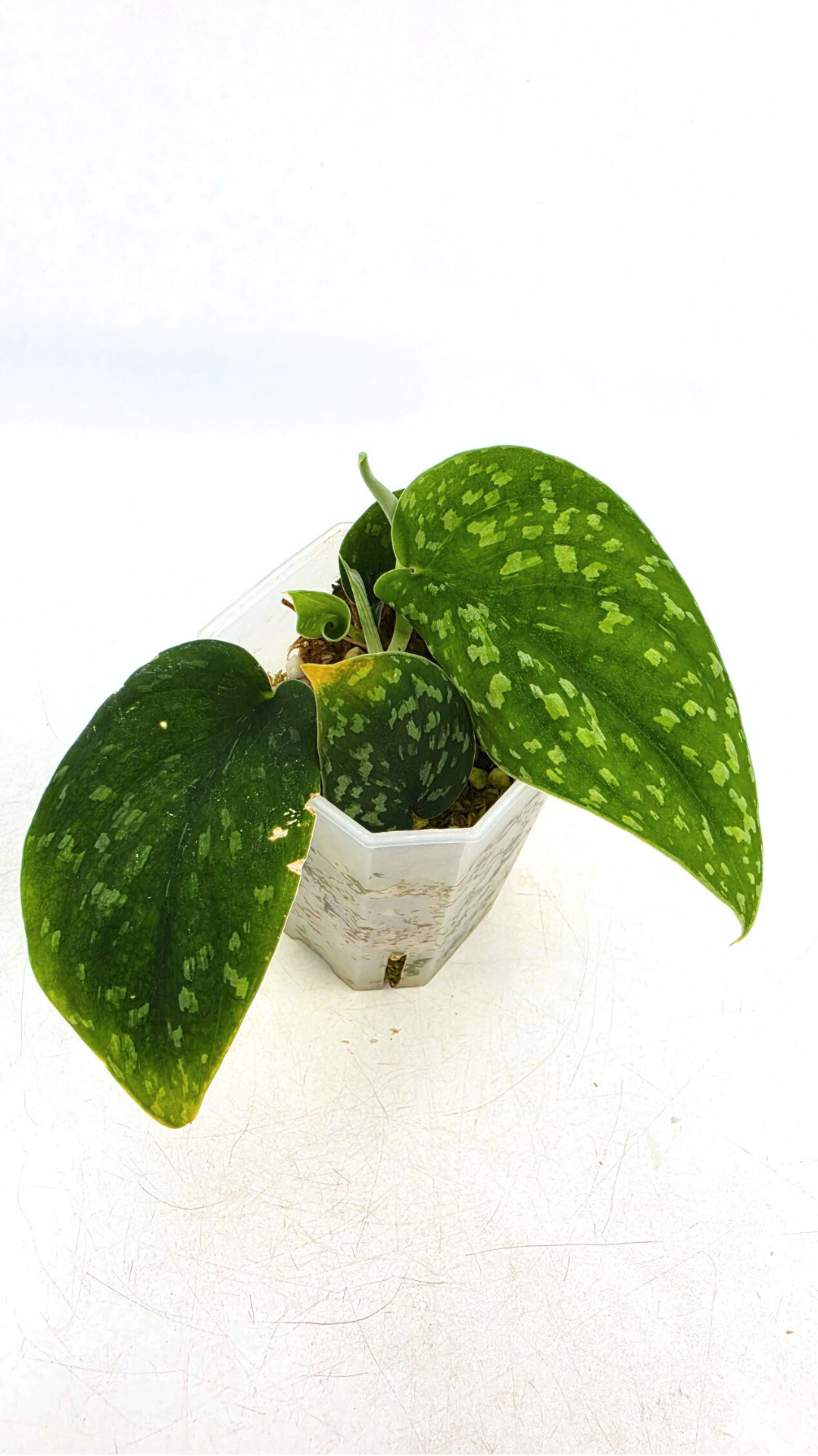 Rare indoor plant Scindapsus Pictus Haask Snake Scale Available for sale at rare plant shop The Leaf Gallery in Perth, Western Australia