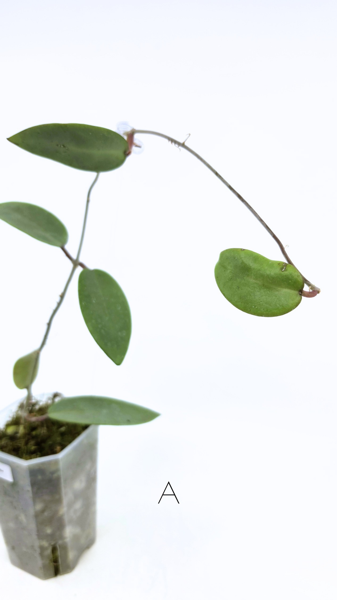 Rare waxplant Hoya Silver Dollar available for sale at rare indoor plant shop The Leaf Gallery in Perth, Western Australia