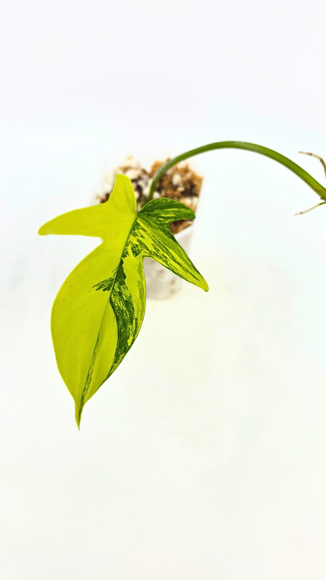 Rare indoor plant Philodendron Florida Beauty Varigated available at rare plant shop The Leaf Gallery in Perth, Western Australia