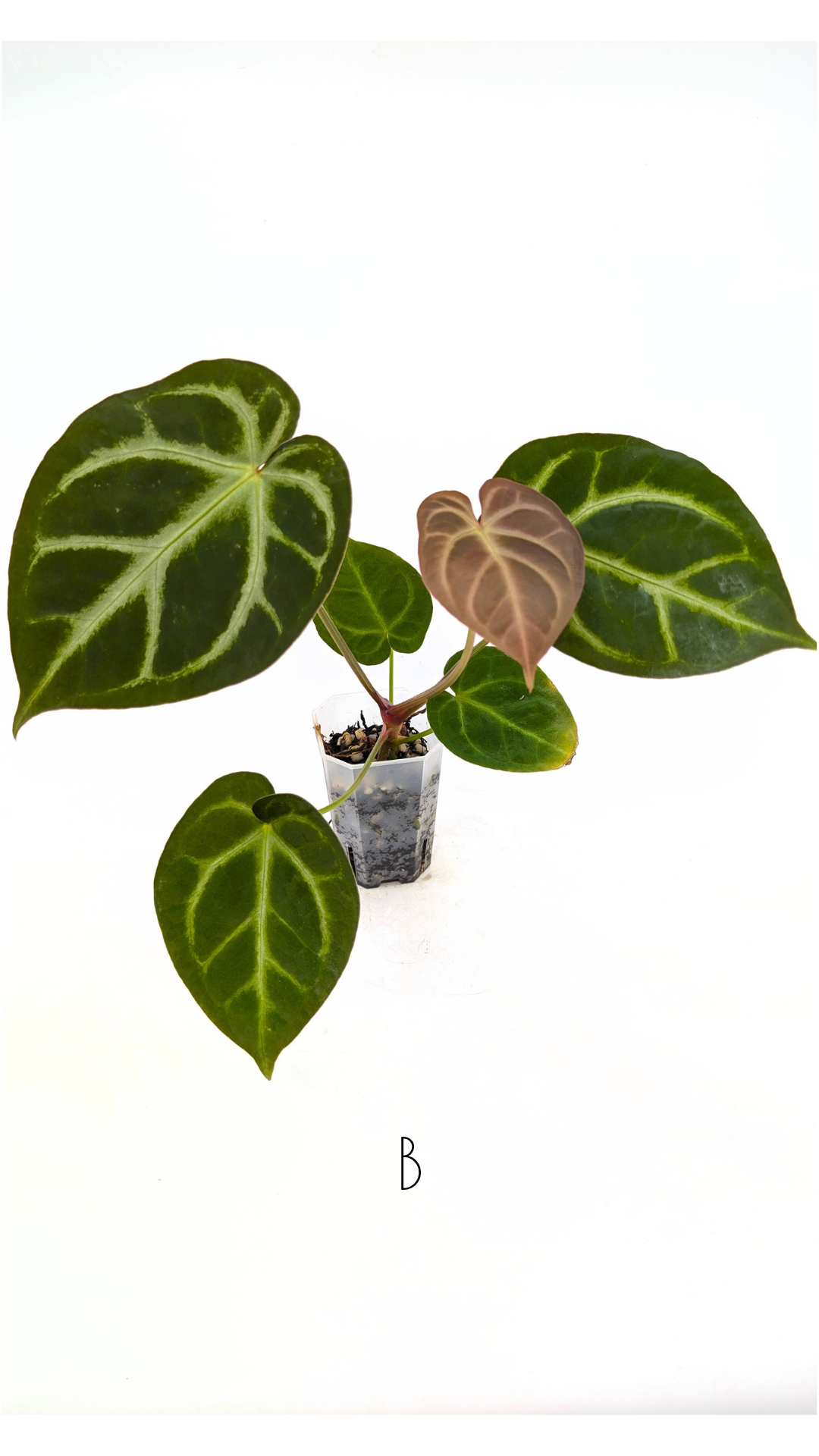 Rare indoor plant Anthurium Magnificum available for sale at rare house plant shop The Leaf Gallery in Perth, Western Australia