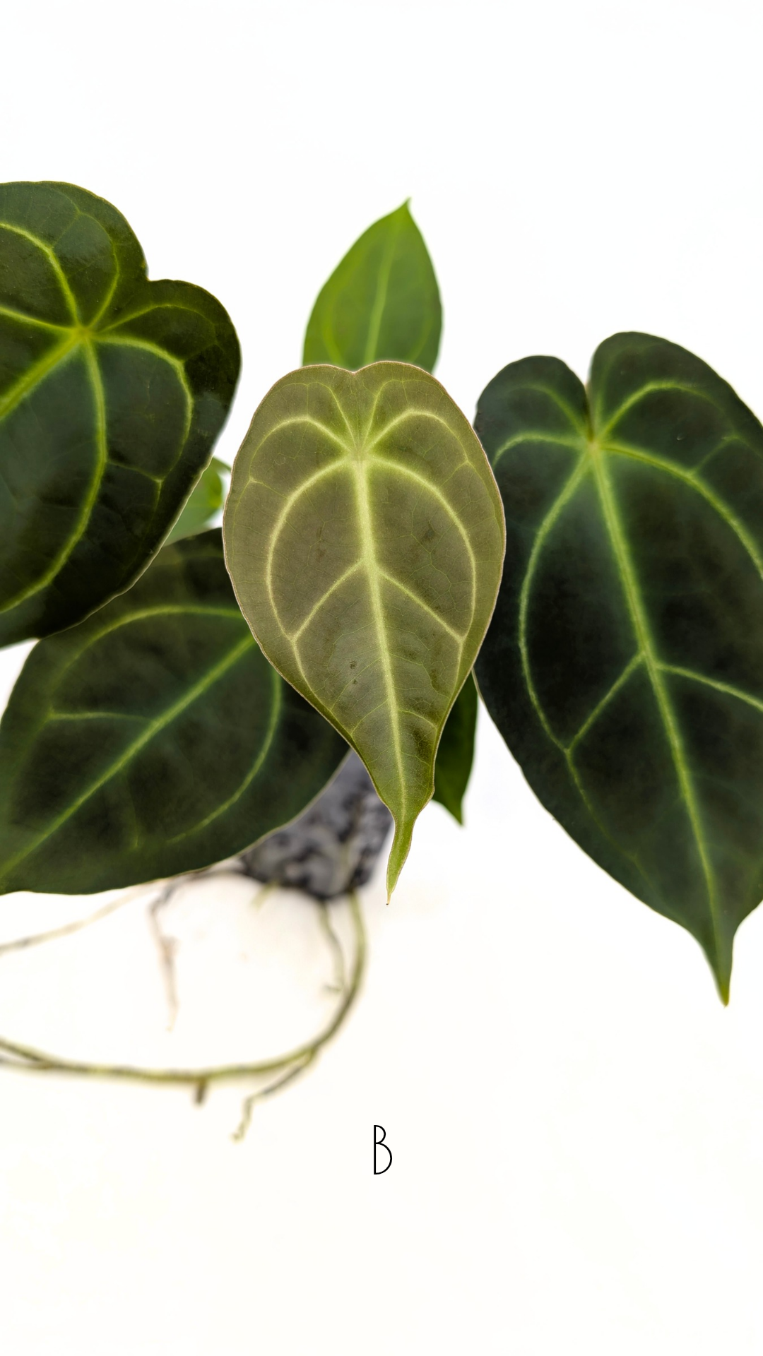 Rare anthurium hybrid Dark Forgetii X Bessae Aff available for sale at rare houseplant shop The Leaf Gallery in Perth, Western Australia