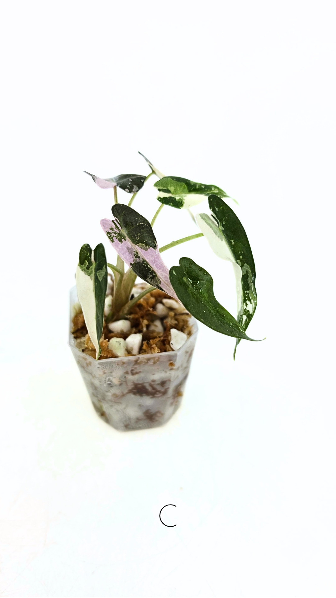 Rare indoor plant Alocasia Amazonica Bambino Pink TC plantlets available for sale at rare houseplant shop The Leaf Gallery in Perth, Western Australia