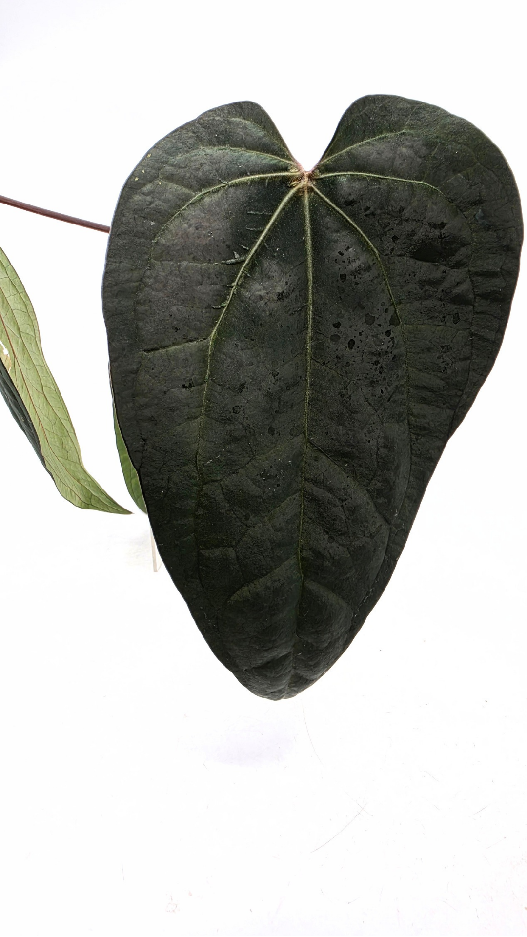 Rare indoor plant Anthurium Ace of Spades Dark Form available for sale at rare house plant shop The Leaf Gallery in Perth, Western Australia