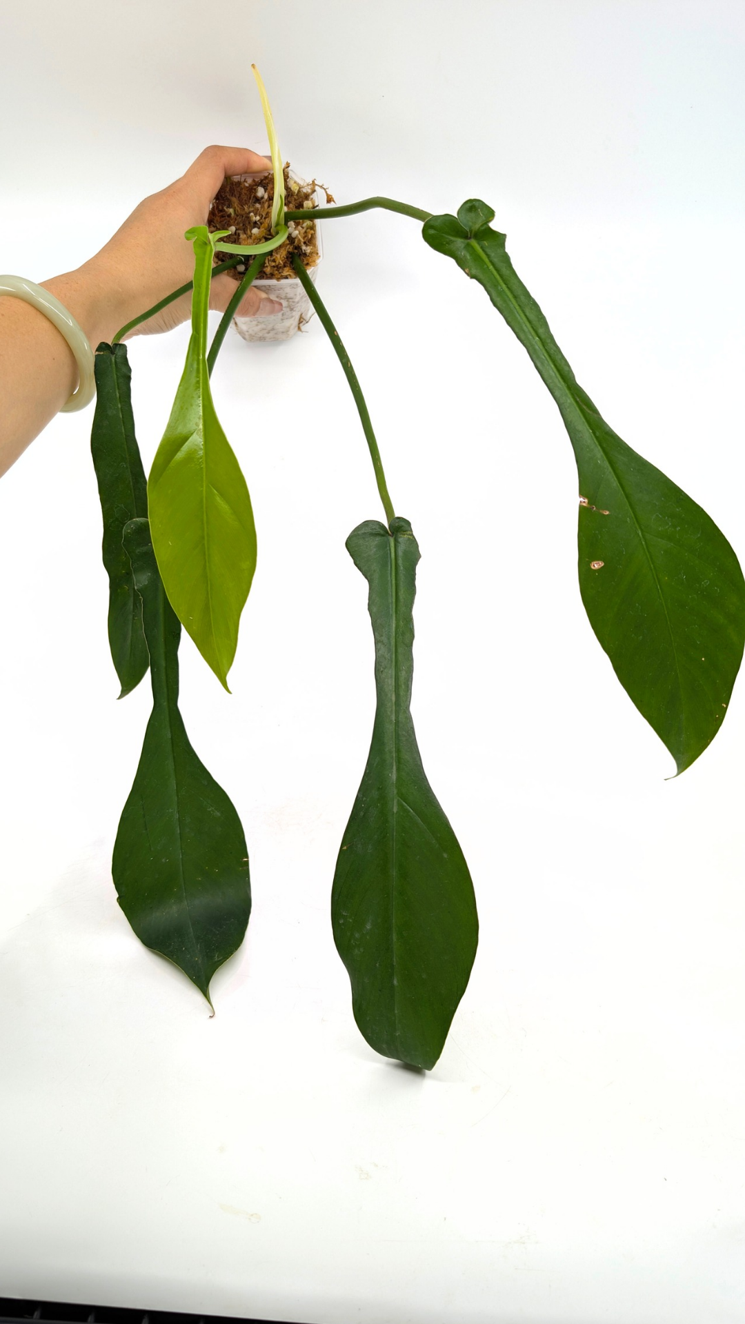 Rare plant Philodendron Joepii available at rare plant shop The Leaf Gallery in Perth, Western Australia