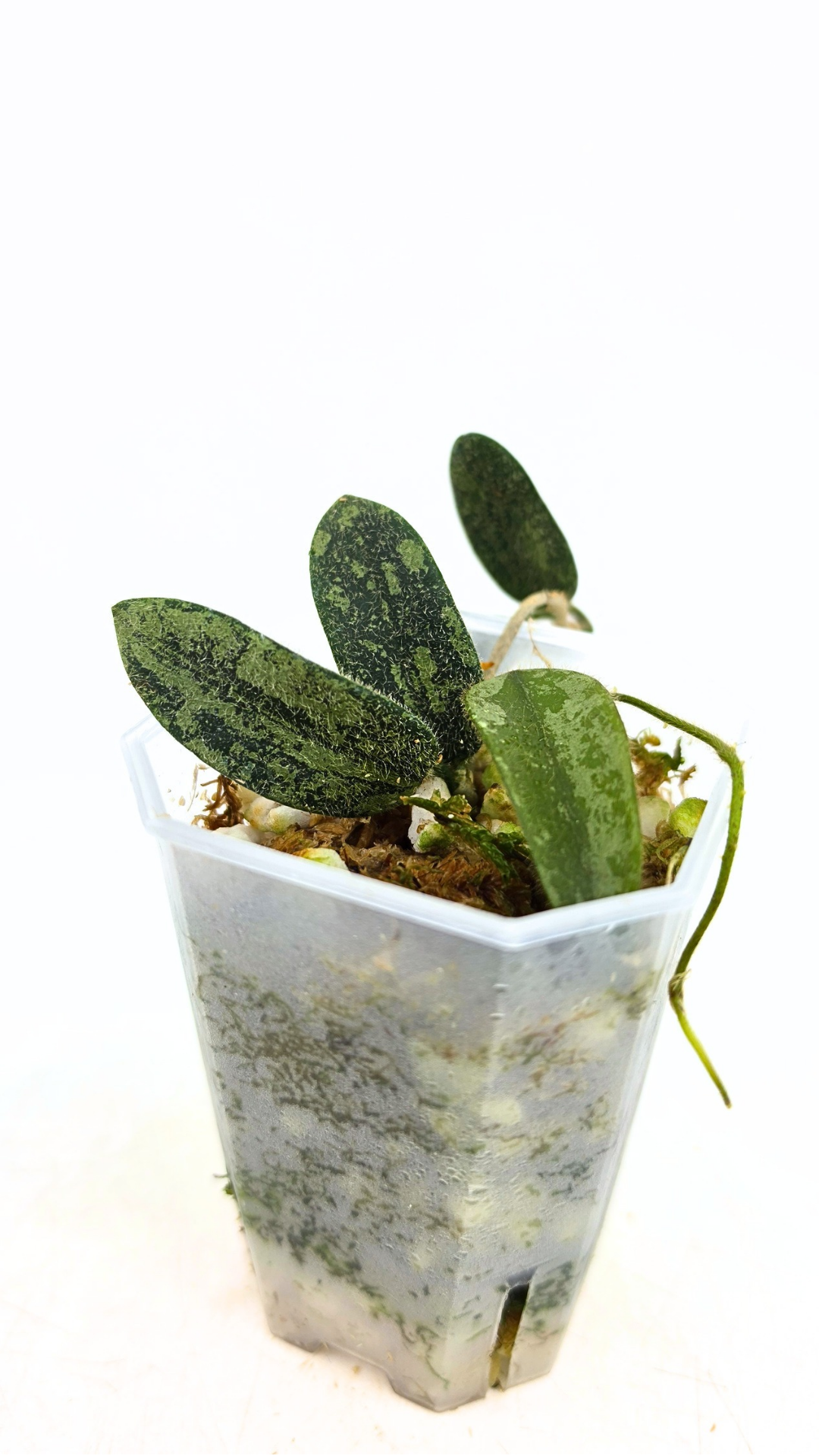 Rare plant Hoya Thomsonii IML 1177 available at rare plant shop The Leaf gallery in Perth, Western Australia