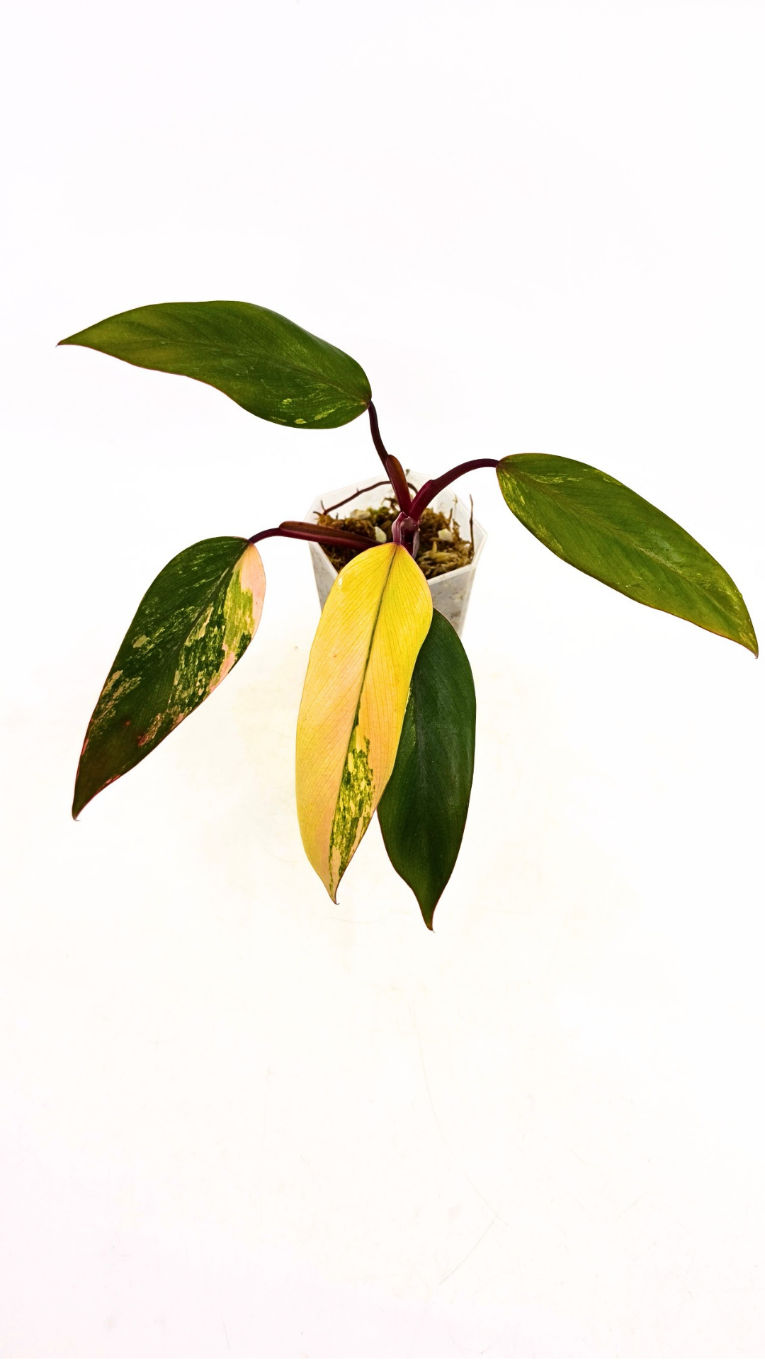 Rare indoor plant Philodendron Strawberry Shake grown and propagated by rare plant shop The Leaf Gallery in Perth, Western Australia