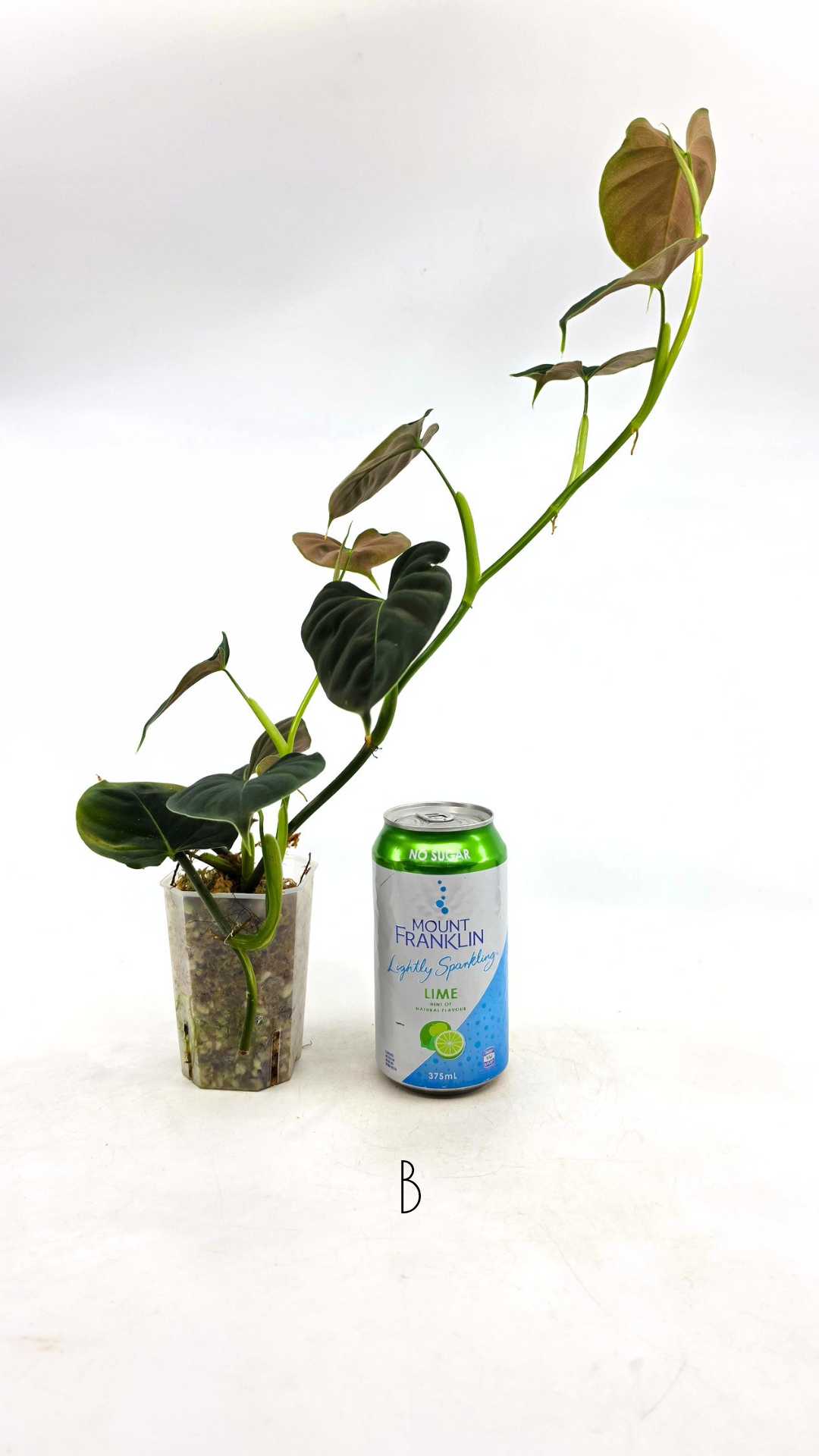 Rare indoor plant Philodendron Lupinum available for sale at rare house plant shop The Leaf Gallery in Perth, Western Australia