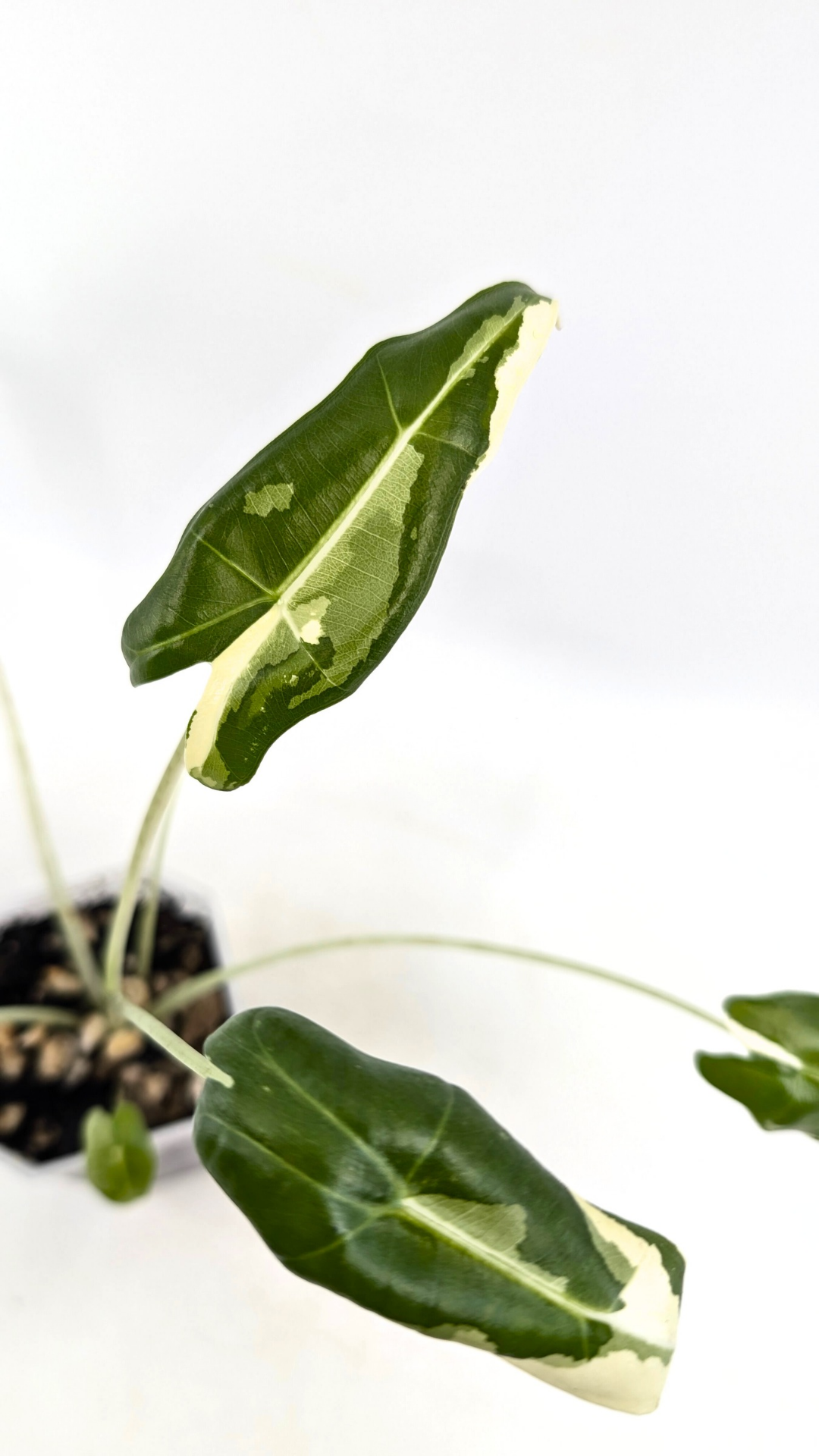 Rare indoor plant Alocasia Sarian Varigated available for sale at rare house plant shop The Leaf Gallery in Perth, Western Australia