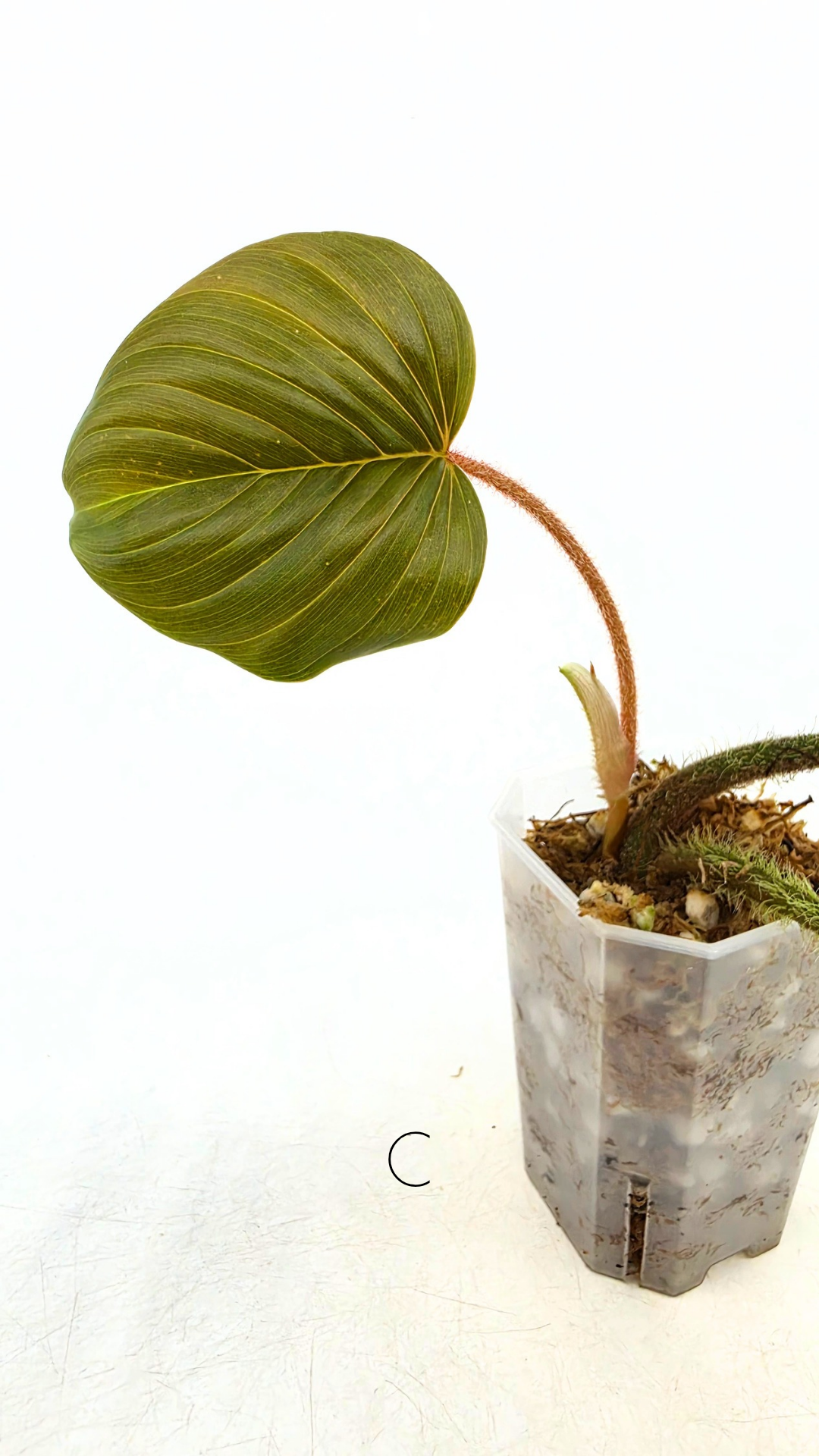 Rare plant philodendron squamicaule pink available at rare plant shop The Leaf Gallery in Perth, Western Australia