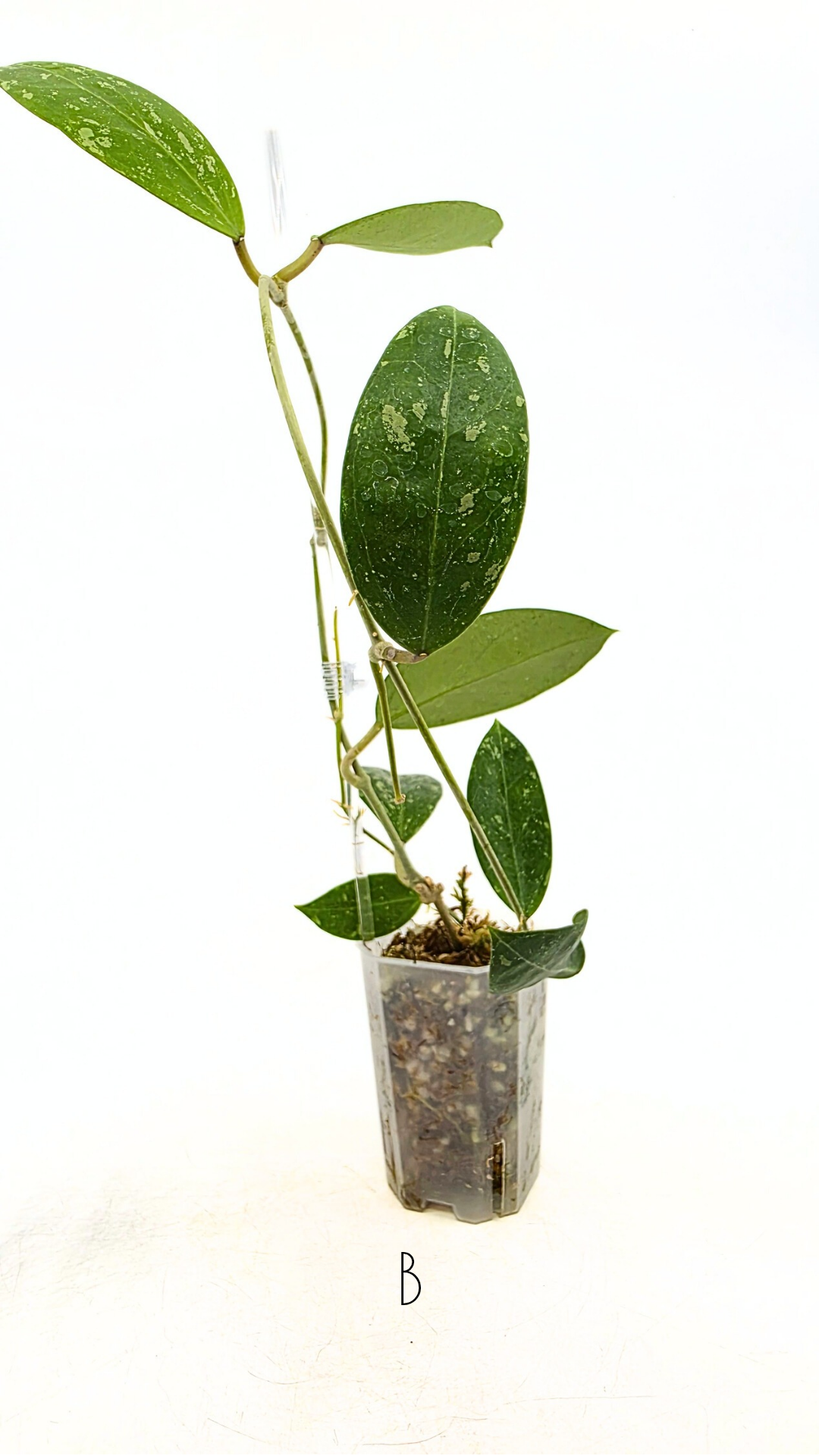 Single plants upload_20251208_171351_0001.png