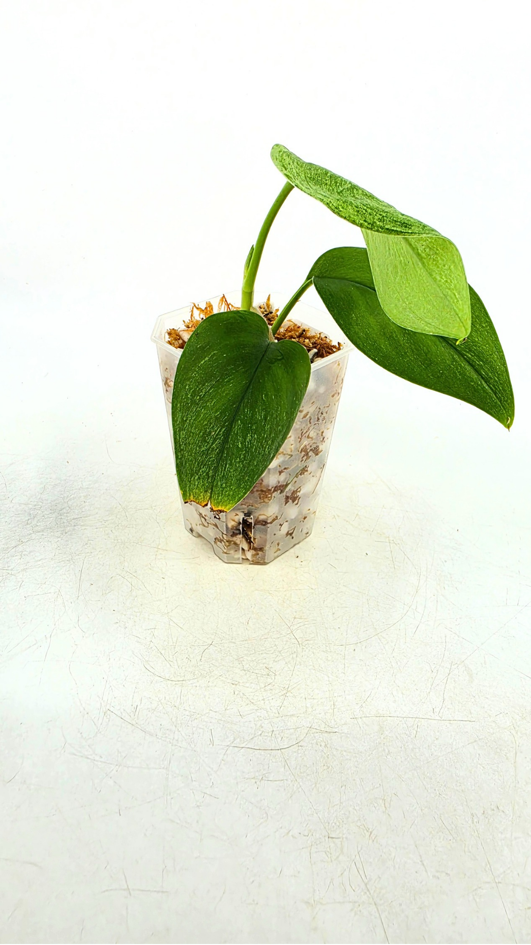 Rare indoor plant Scindapsus Treubii Moonlight Mint Varigated available at The Leaf Gallery in Perth, Western Australia