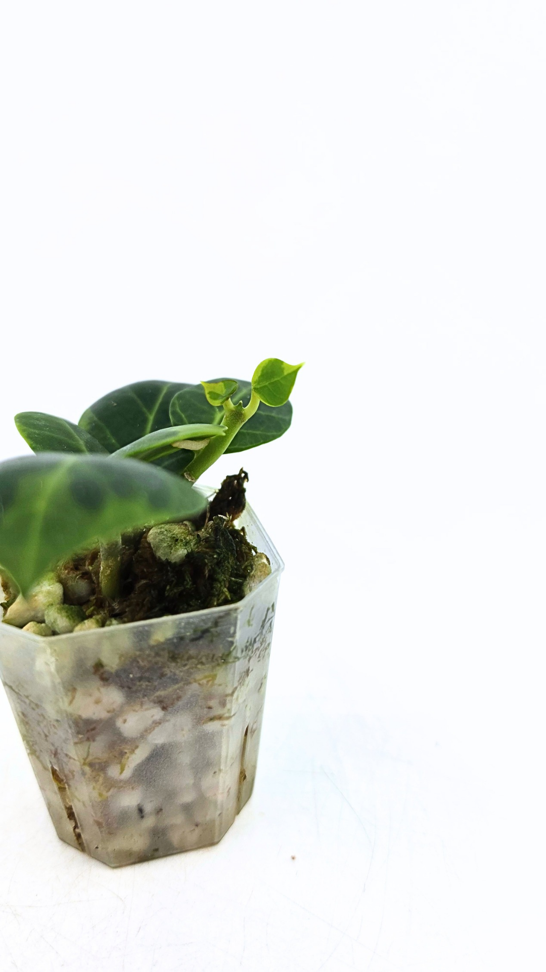 Rare waxplant Hoya Obscura Outter Variegated (Albo Marginata) available for sale at rare indoor plant shop The Leaf Gallery in Perth, Western Australia