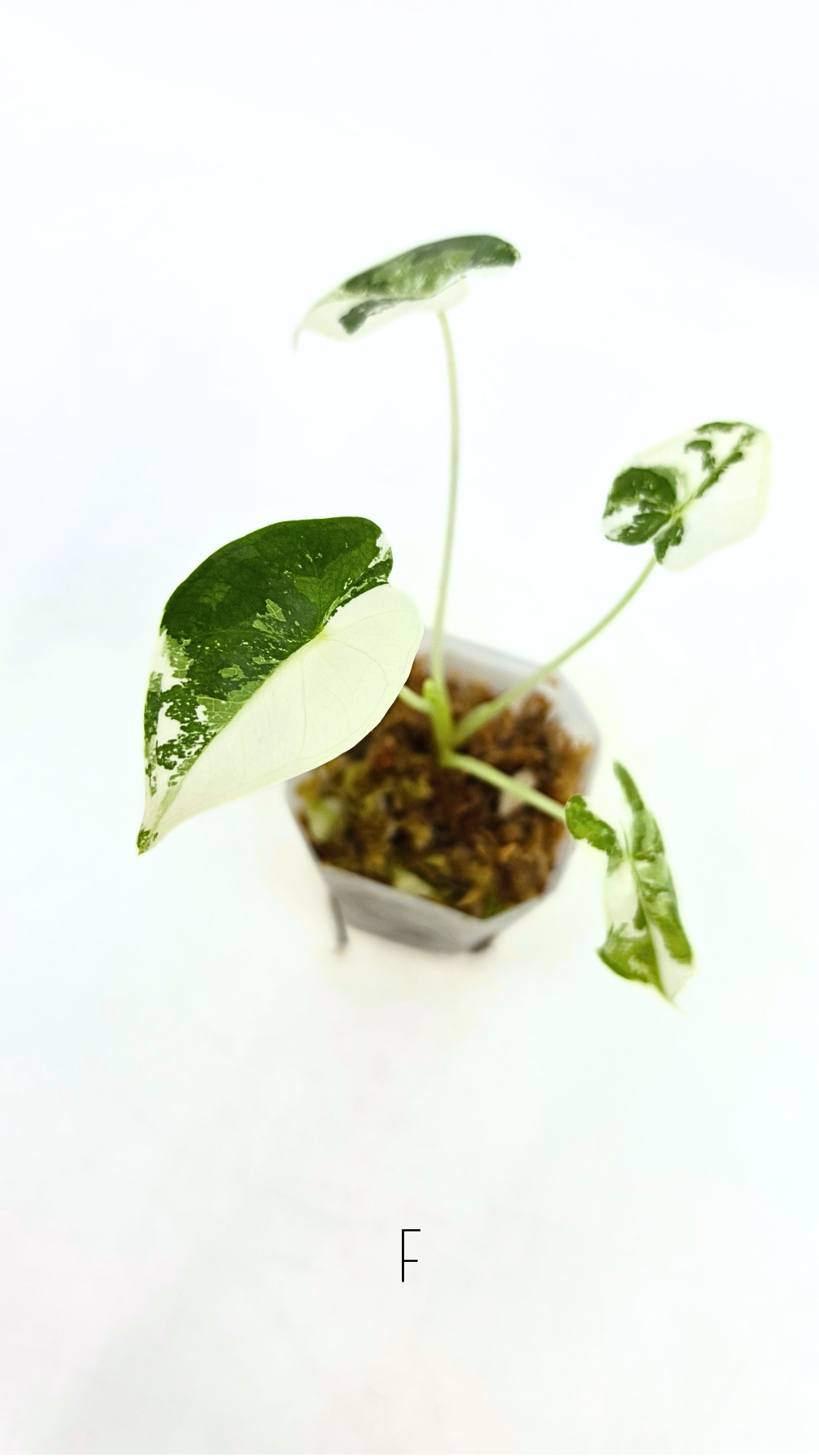 Rare Wax Plant Hoya Clemensiorum available for sale at rare house plant shop The Leaf Gallery in Perth, Western Australia