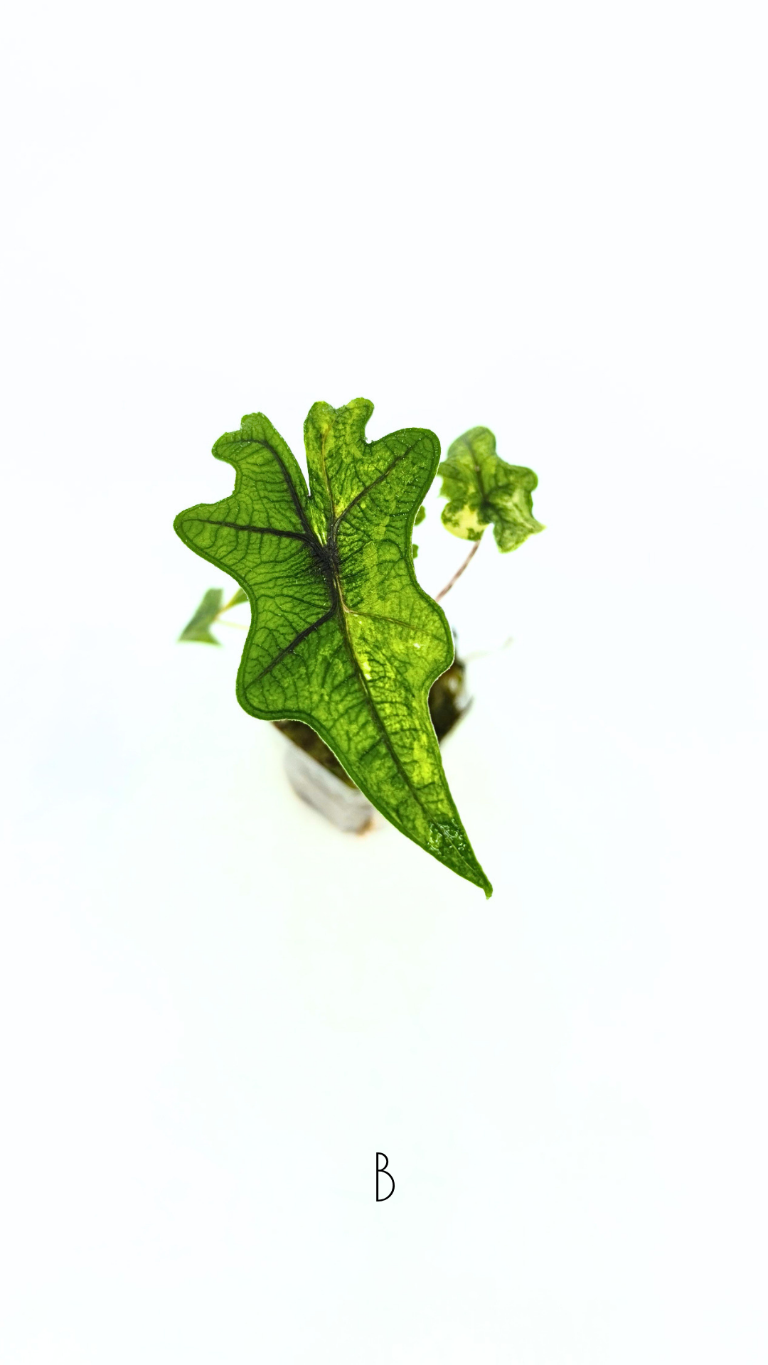 Rare indoor plant Alocasia Jacklyn Variegated available for sale at rare house plant shop The Leaf Gallery in Perth, Western Australia.