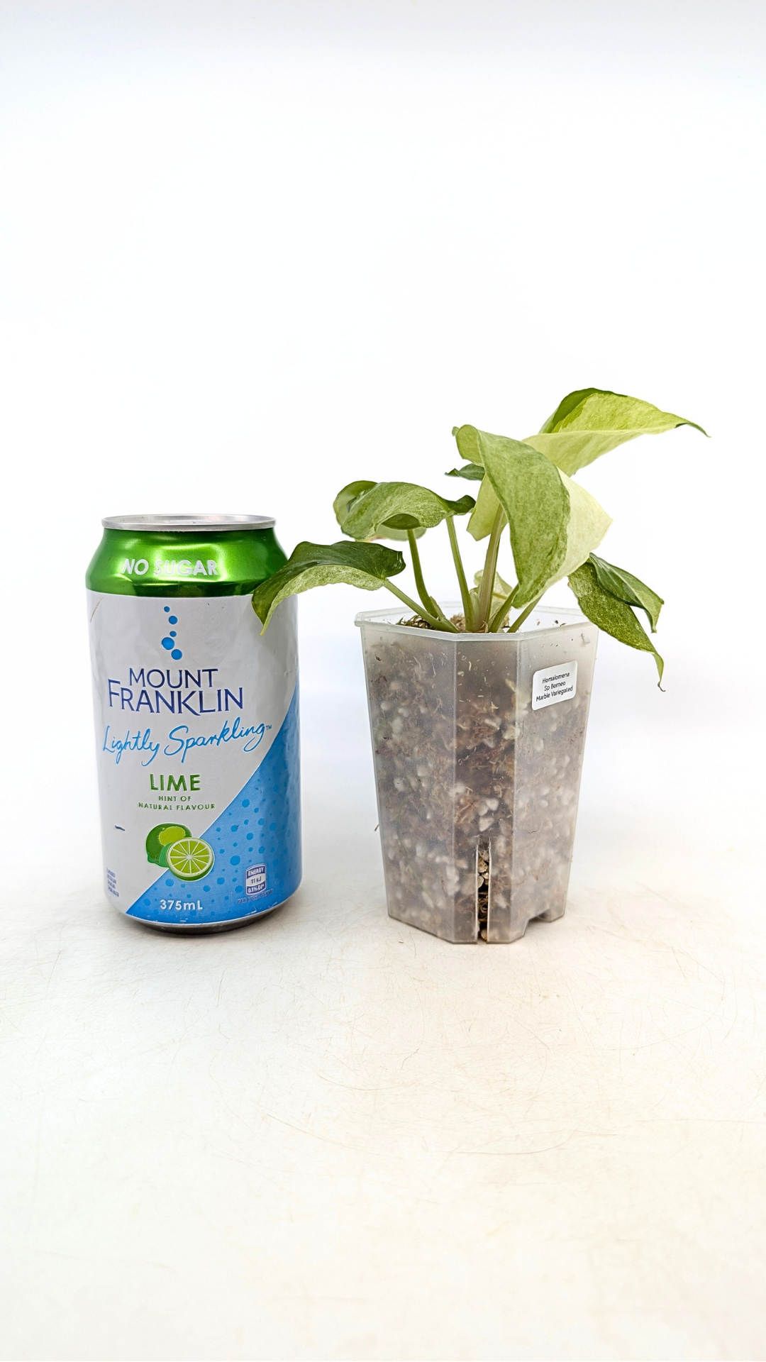 Rare indoor plant Homalomena Sp Borneo Marble Variegated available for sale at rare plant shop The Leaf Gallery in Perth, Western Australia