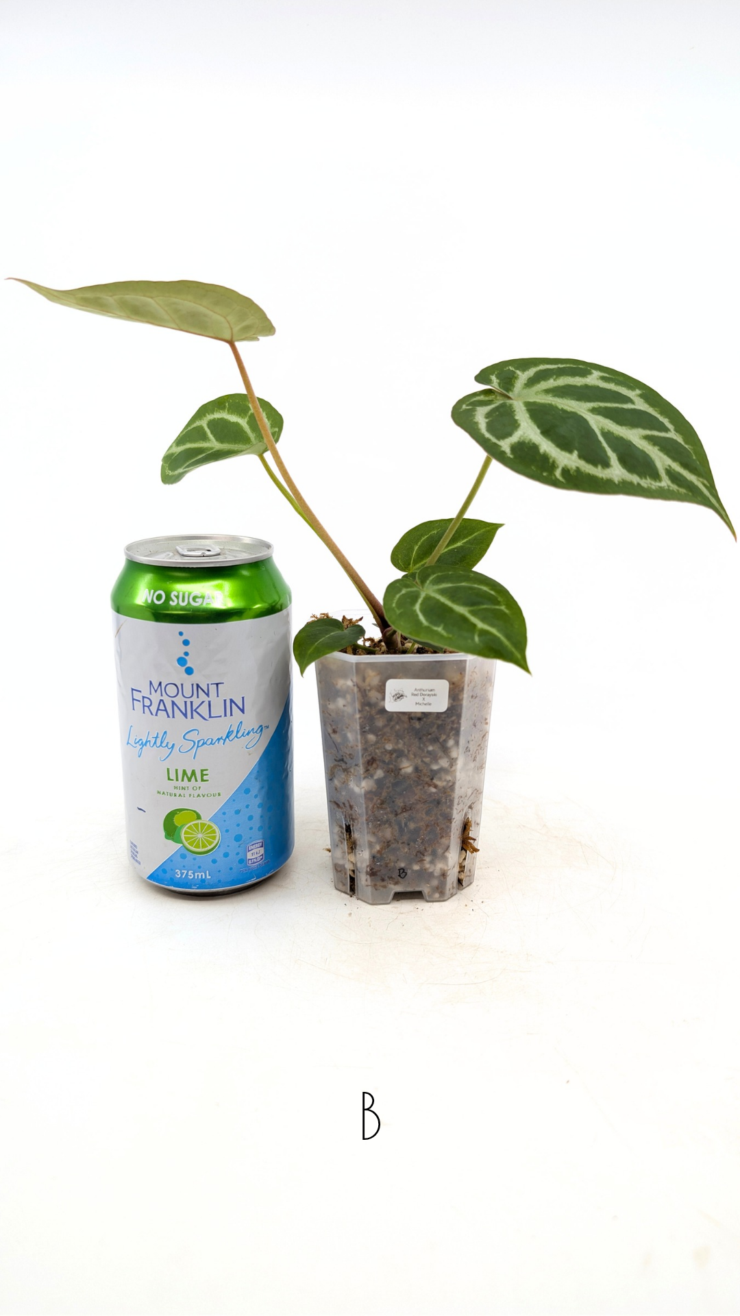 Rare anthurium hybrid Anthurium red dorayaki mutation with Anthurium Michelle by The Leaf Gallery in Perth, Western Australia